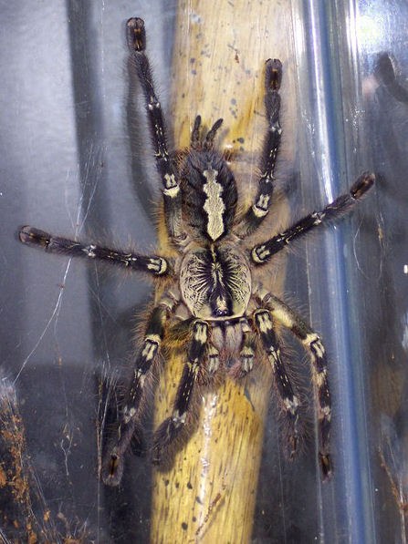 Sklípkavec srílanský (Poecilotheria ornata)
