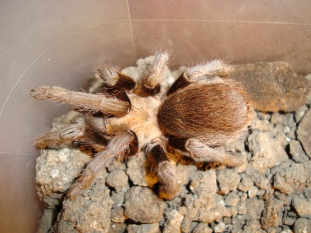 Sklípkavec texaský (Aphonopelma hentzi)