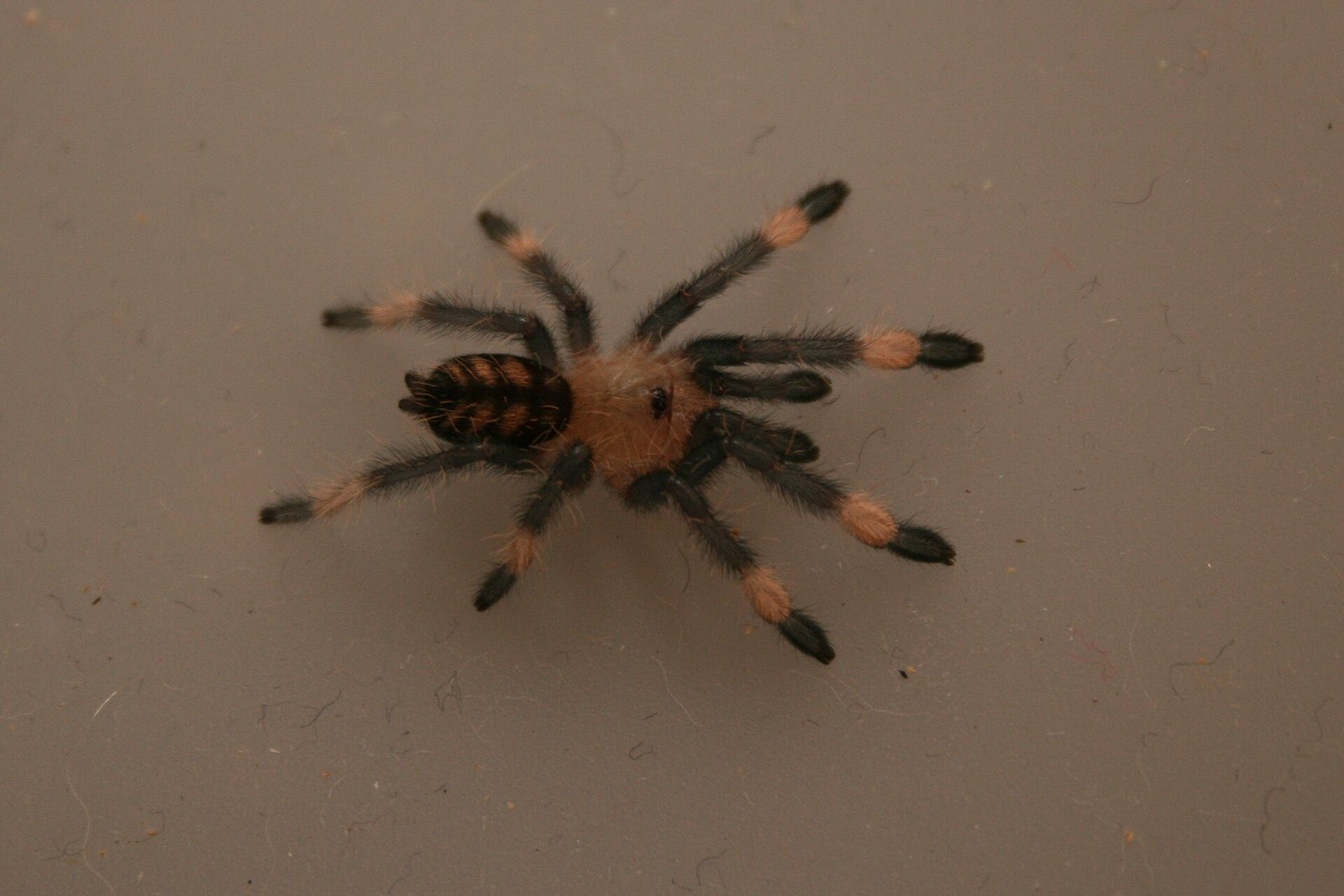 Sklípkavec tigrí (venezuelský) (Psalmopoeus irminia)