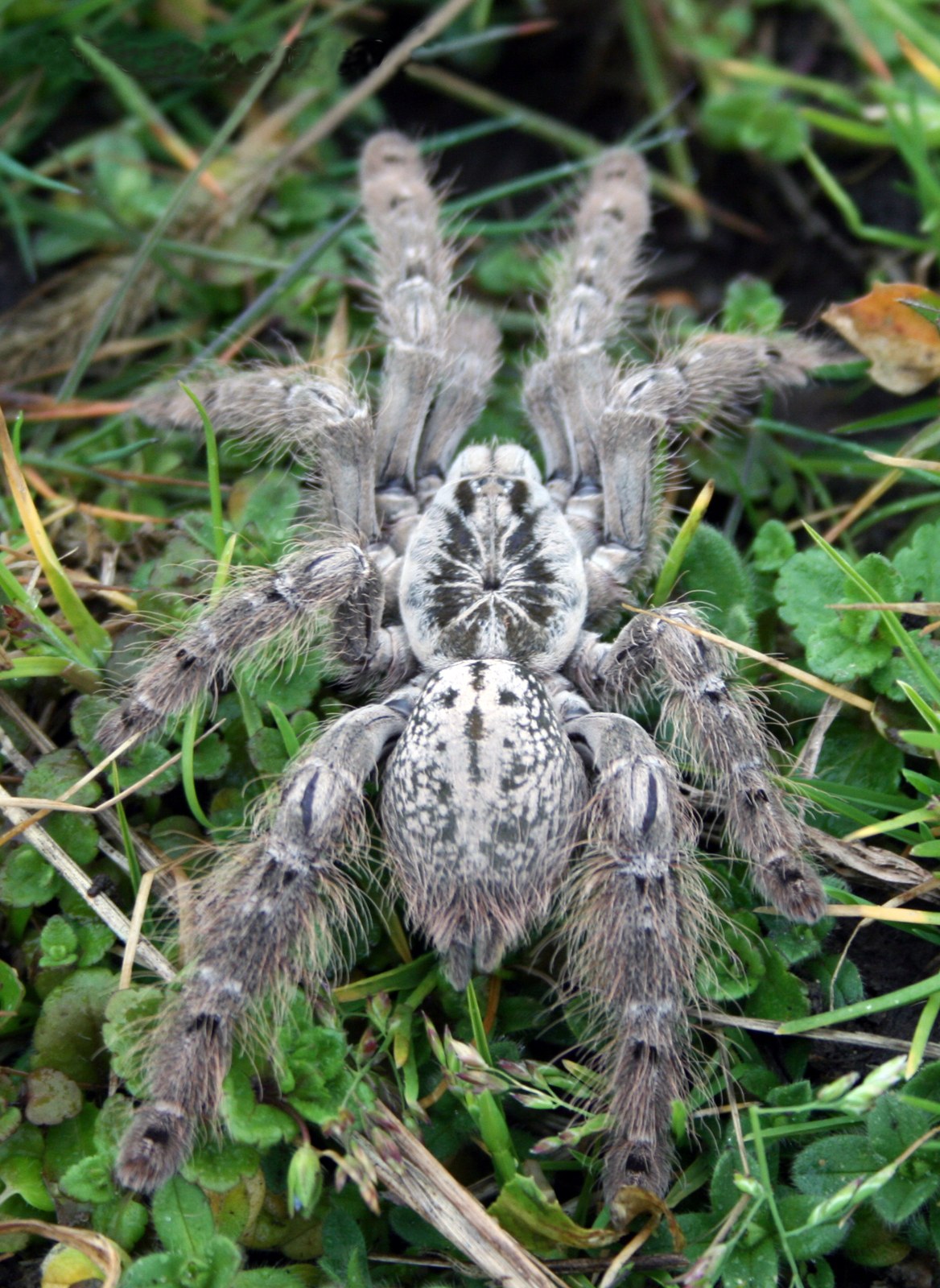 Sklípkavec togský (hviezdicový) (Heteroscodra maculata)
