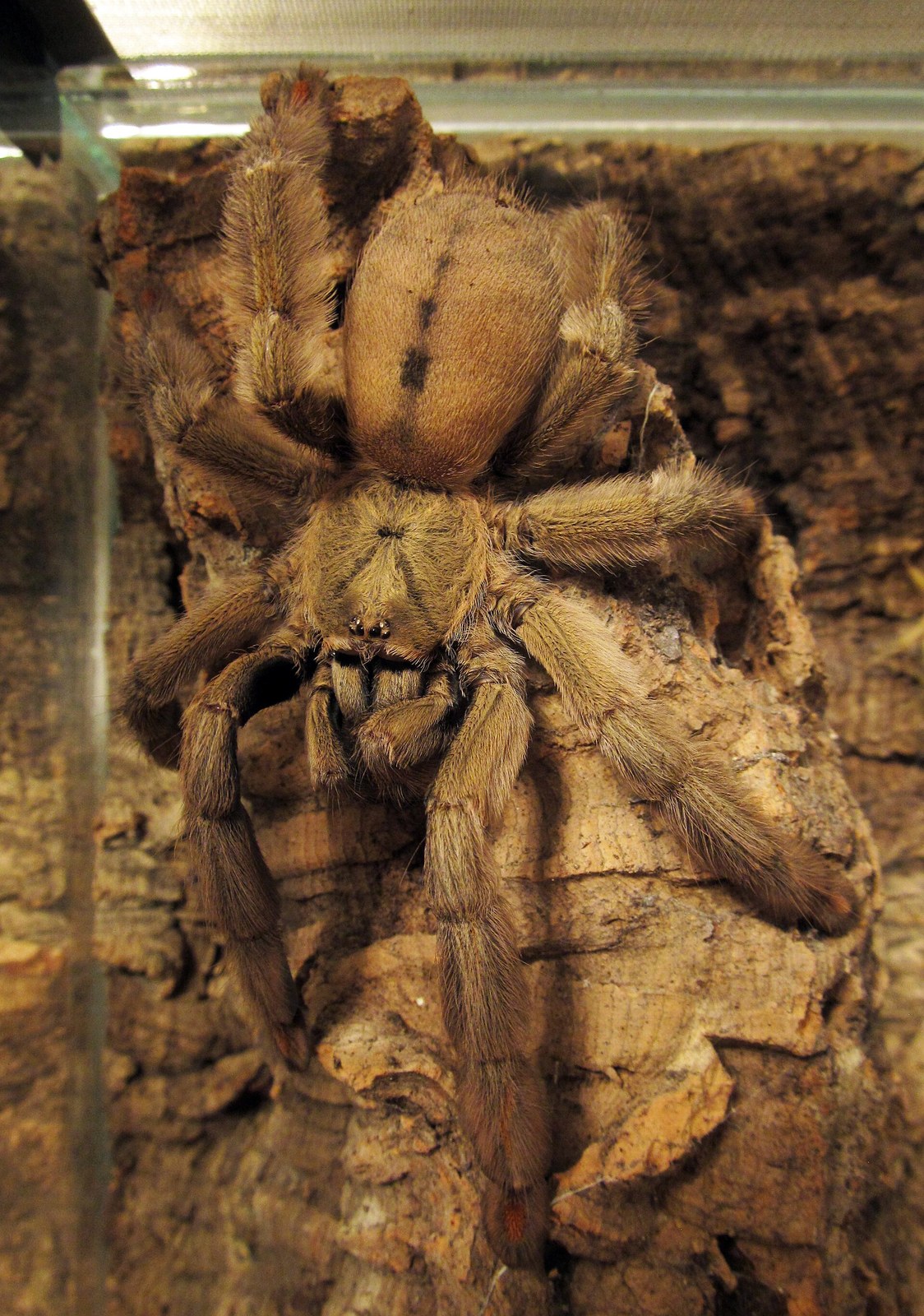 Sklípkavec trinidadský (chevron) (Psalmopoeus cambridgei)
