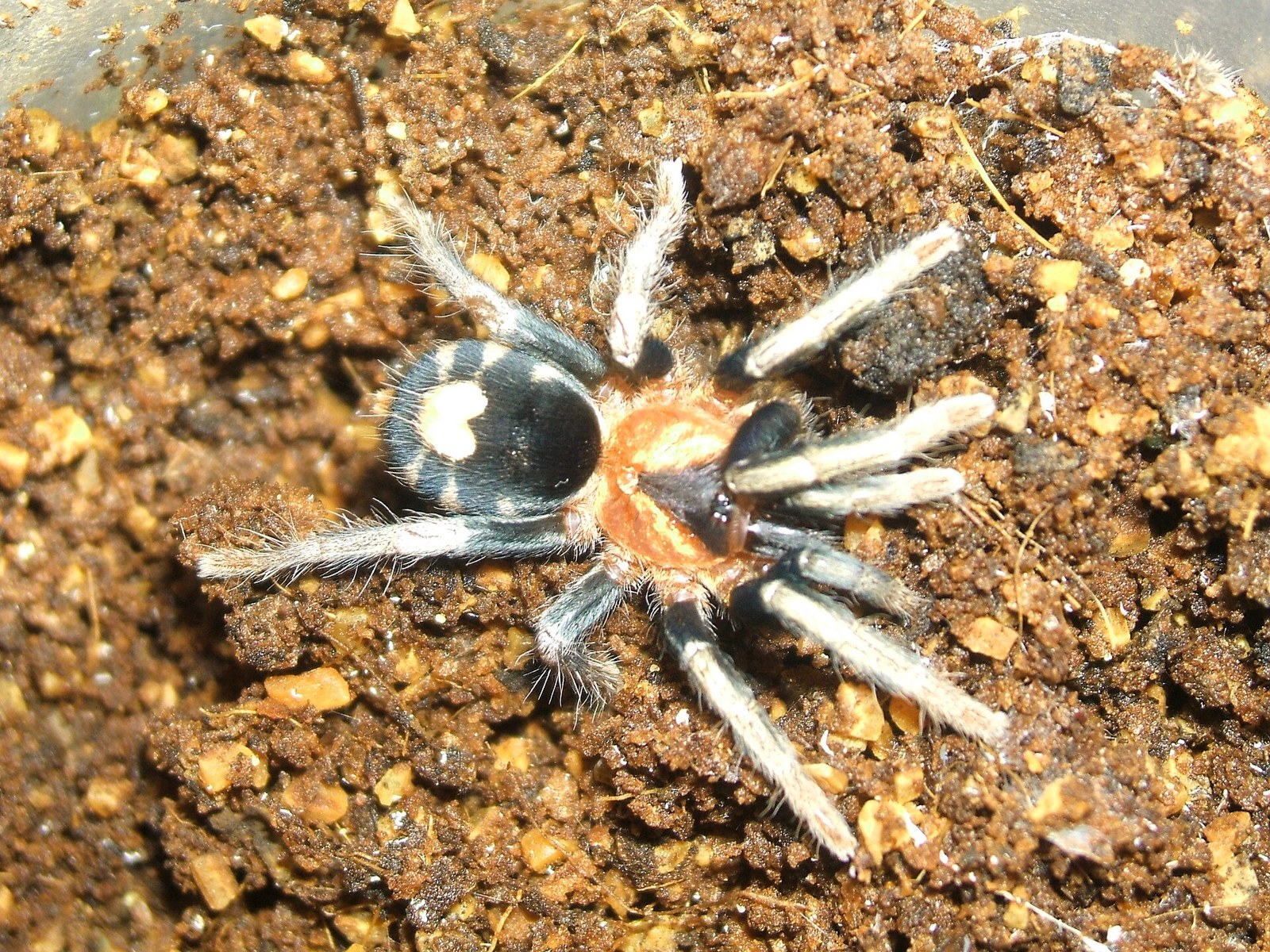Sklípkavec trpasličí (trinidadský) (Cyriocosmus elegans)