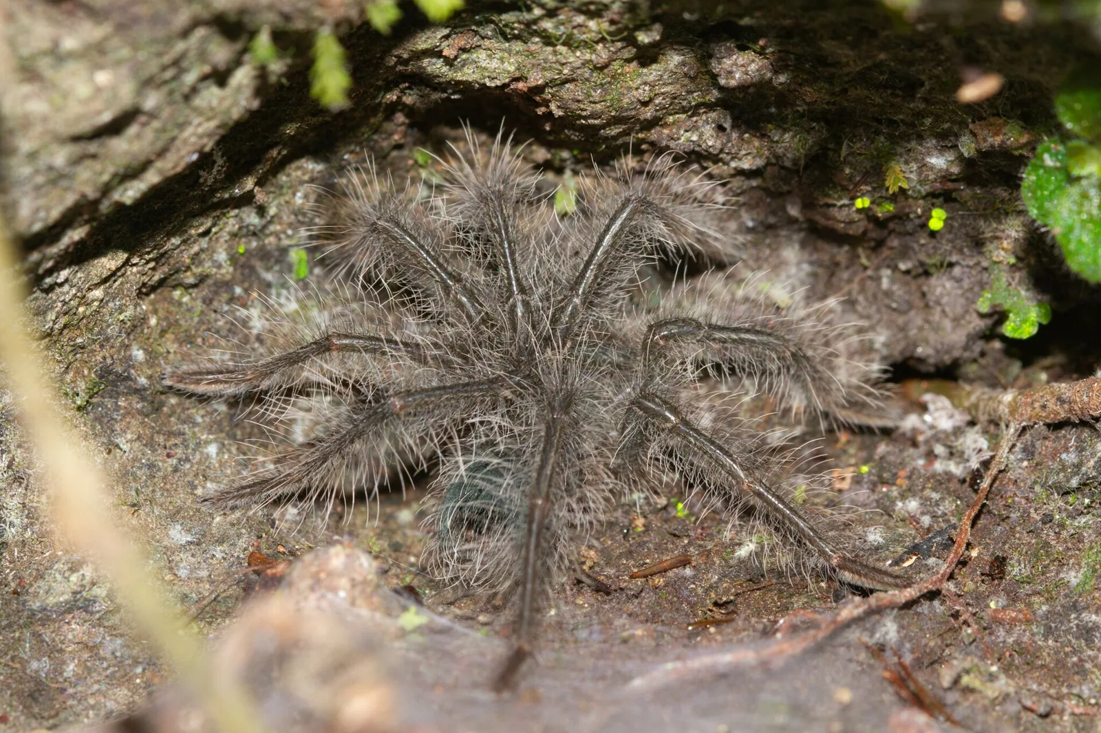 Sklípkavec vtáčkožravý (Theraphosa blondi)