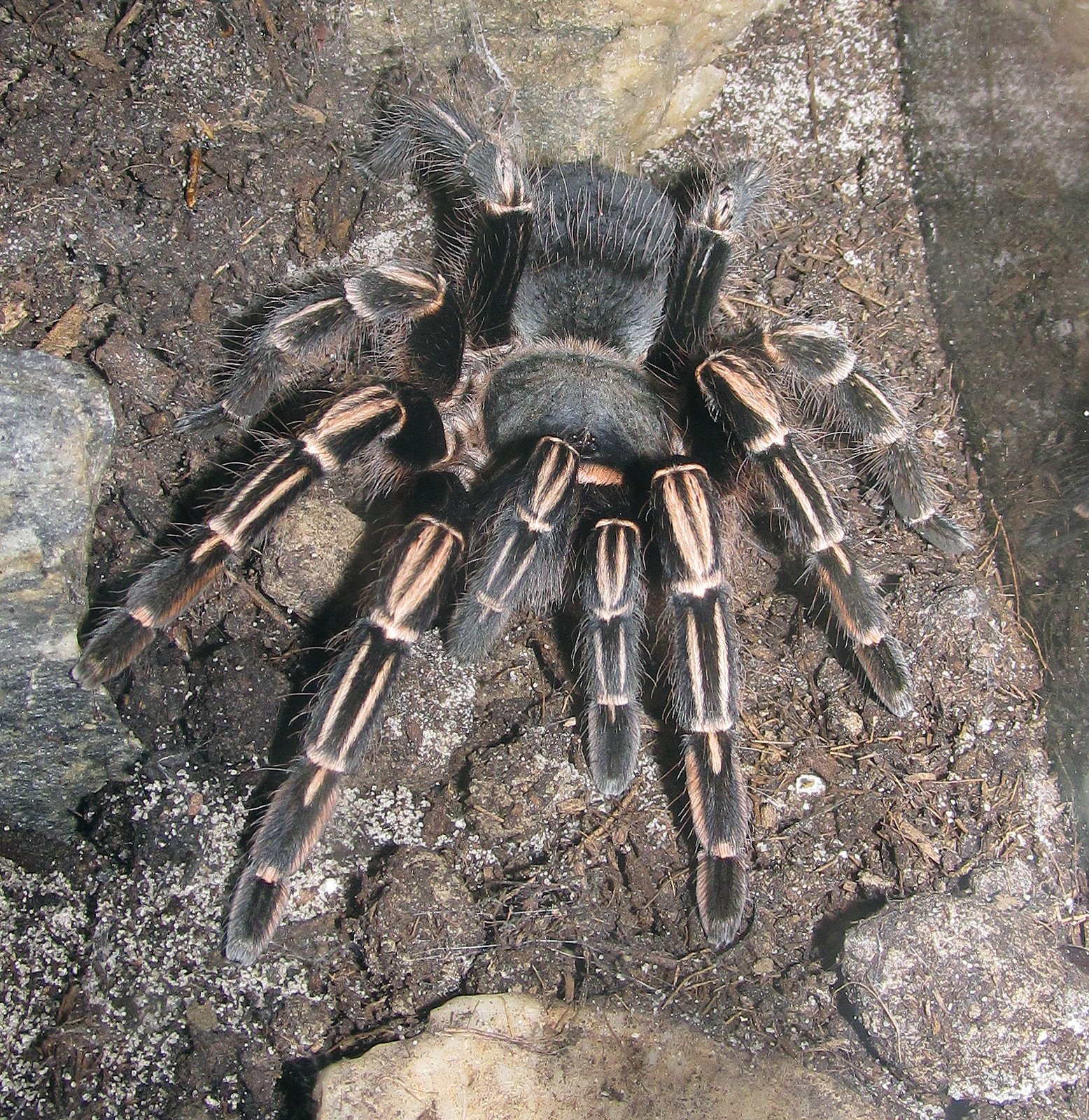 Sklípkavec zebrovaný (Aphonopelma seemanni)
