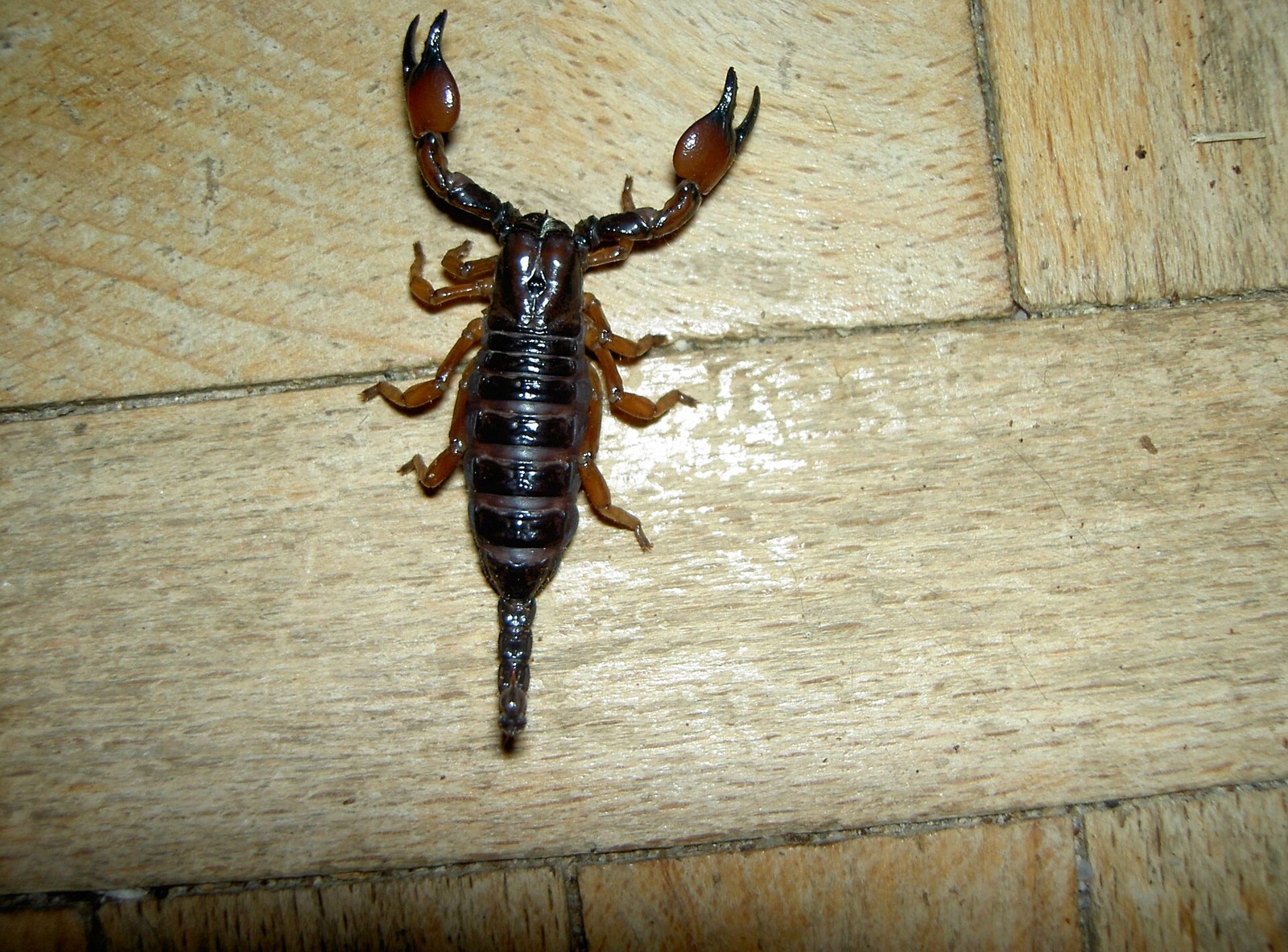 Škorpión červenoklepetový (Pandinus cavimanus)