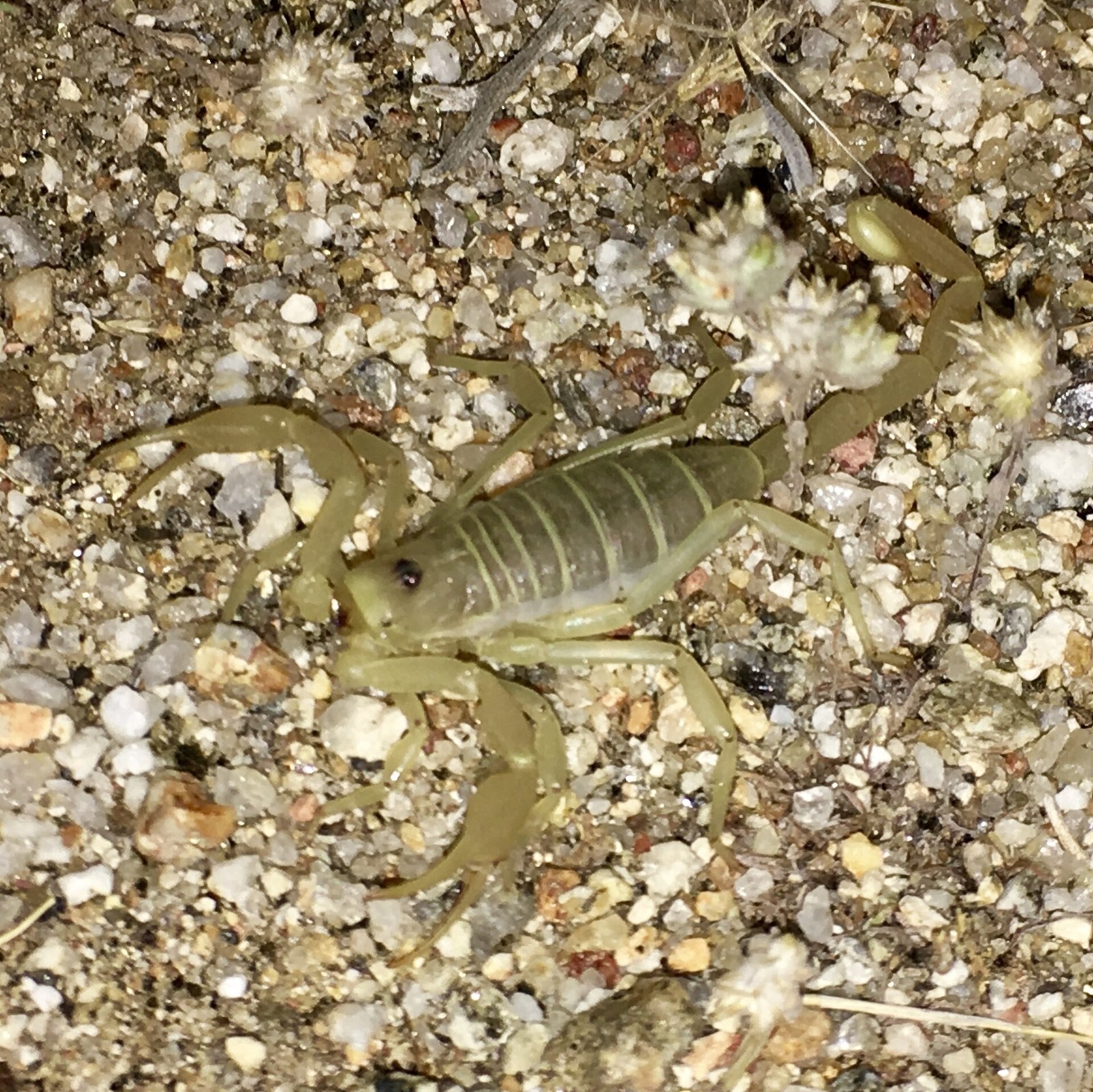 Škorpión dunový (Smeringurus mesaensis)