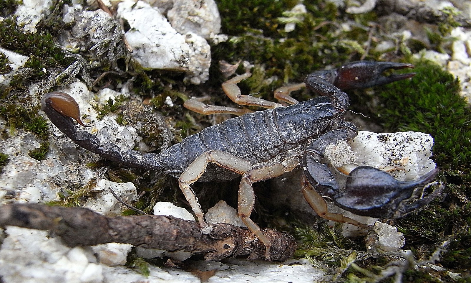 Škorpión európsky (Euscorpius flavicaudis)