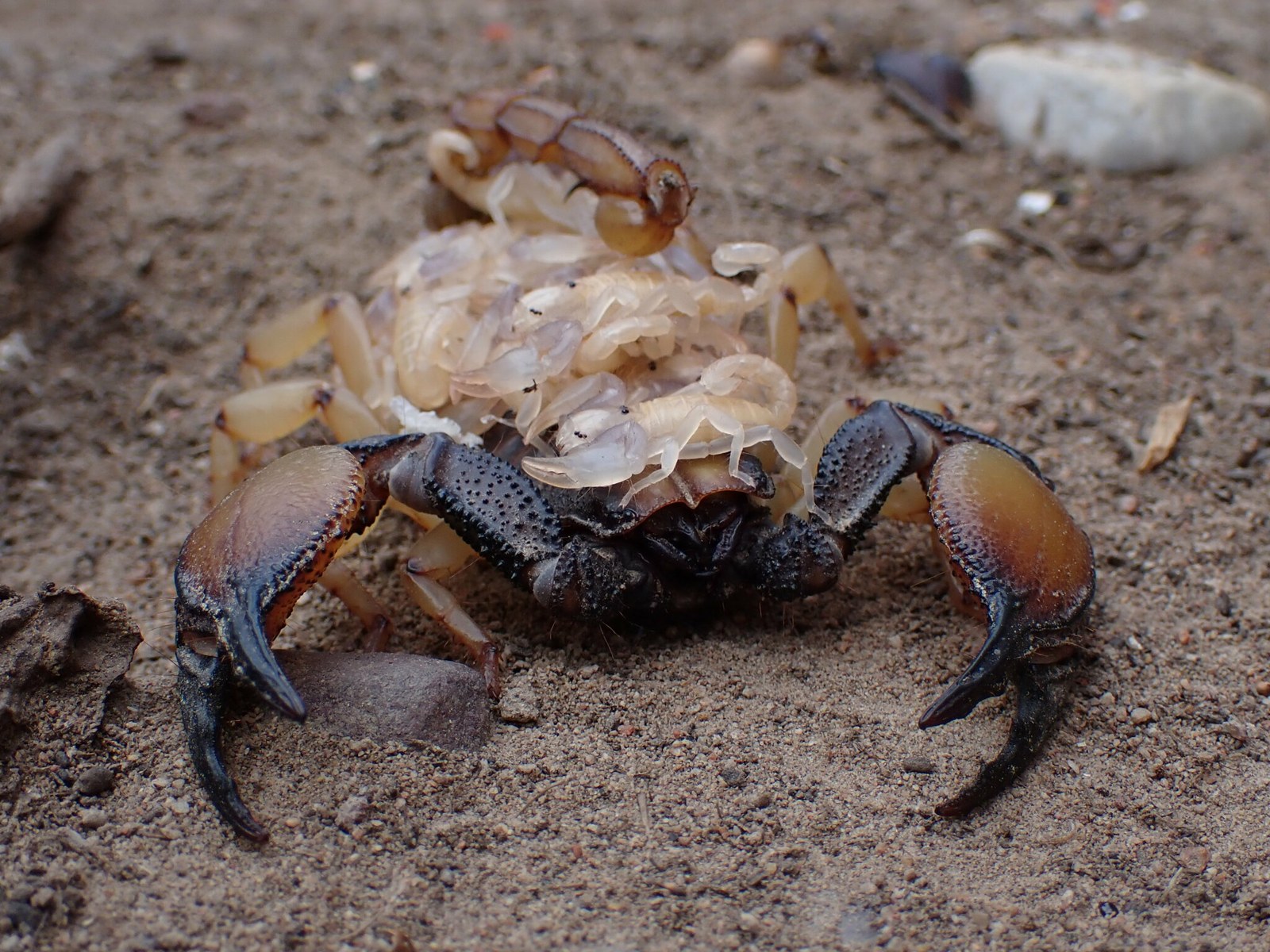 Škorpión hrabavý (Opistophthalmus sp.)