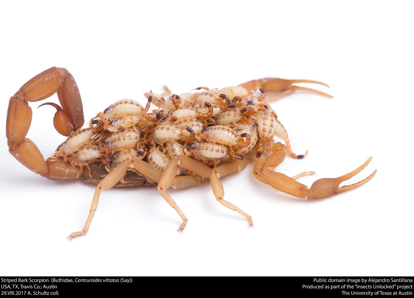 Škorpión kôrový (Centruroides vittatus)