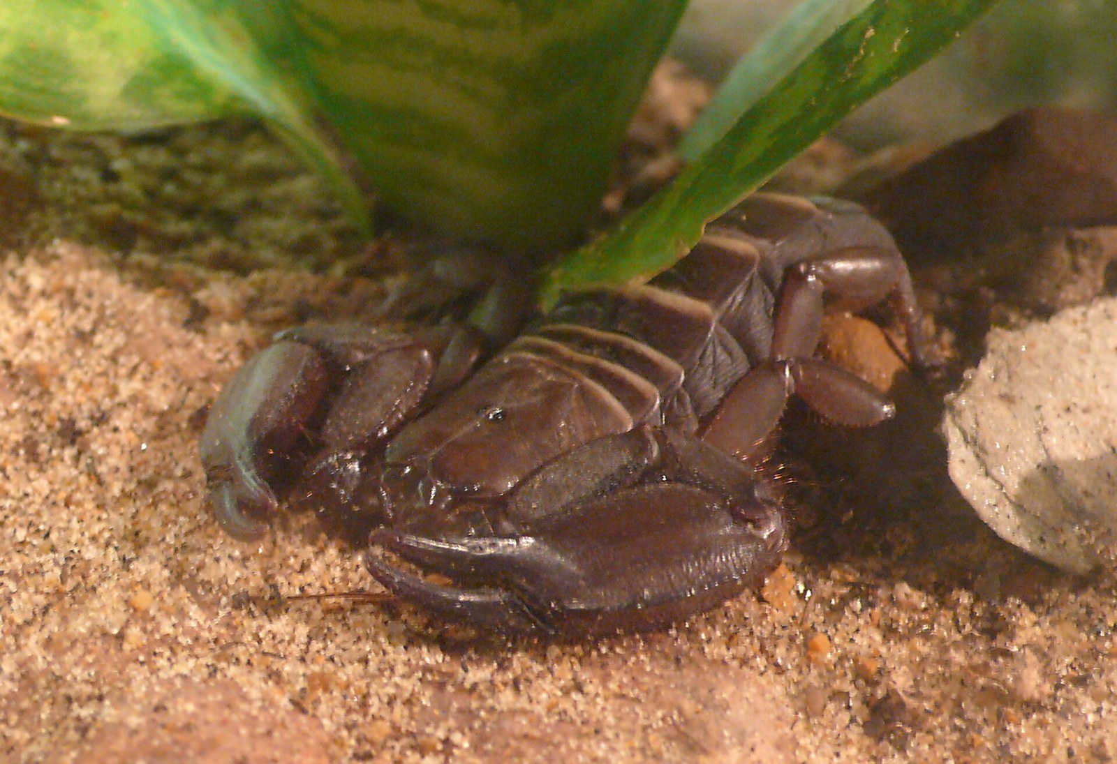 Škorpión plochý skalný (Hadogenes troglodytes)