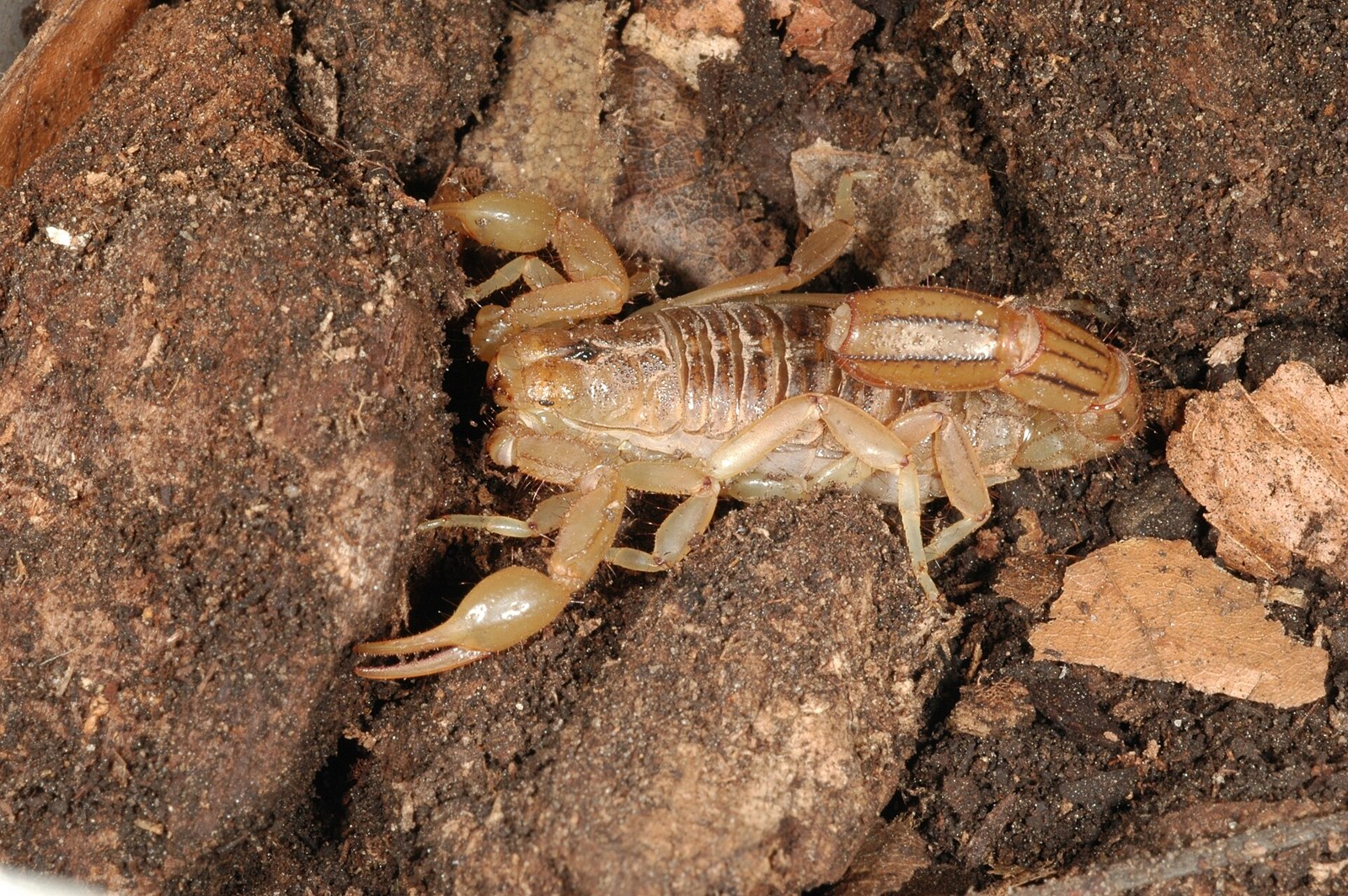Škorpión pruhovanochvostý (Paravaejovis spinigerus)