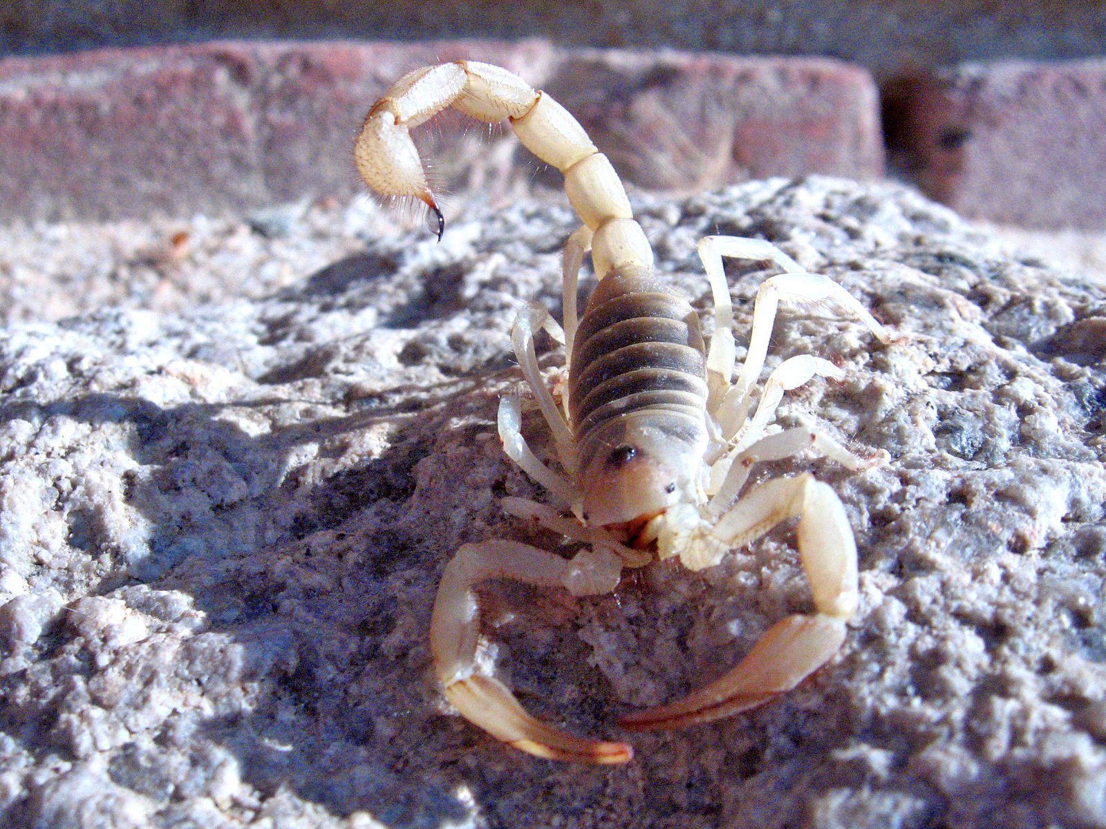 Škorpión púštny (Hadrurus arizonensis)