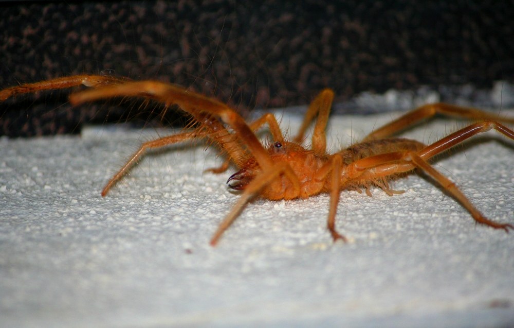 Solifúga (pavúk ťava) (Galeodes sp.)