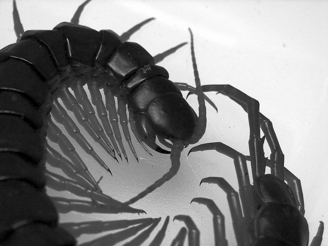 Stonožka červená (Scolopendra subspinipes)