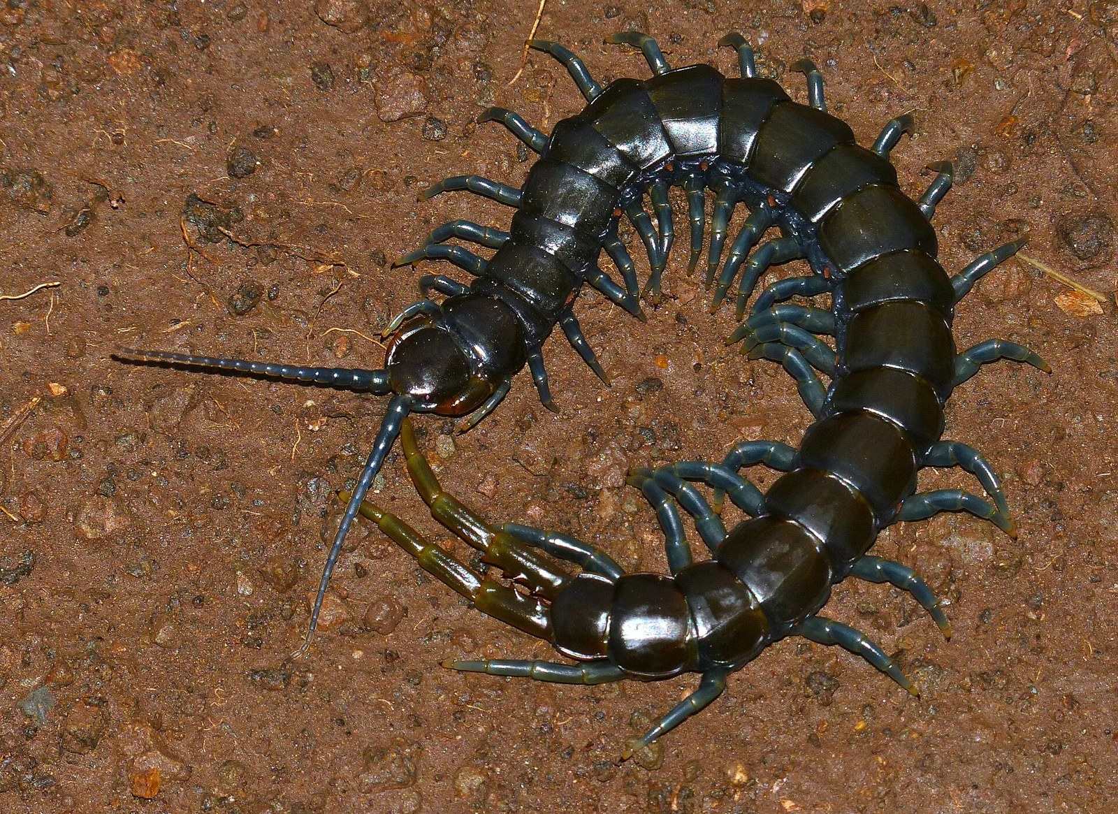 Stonožka modronohá (Ethmostigmus trigonopodus)