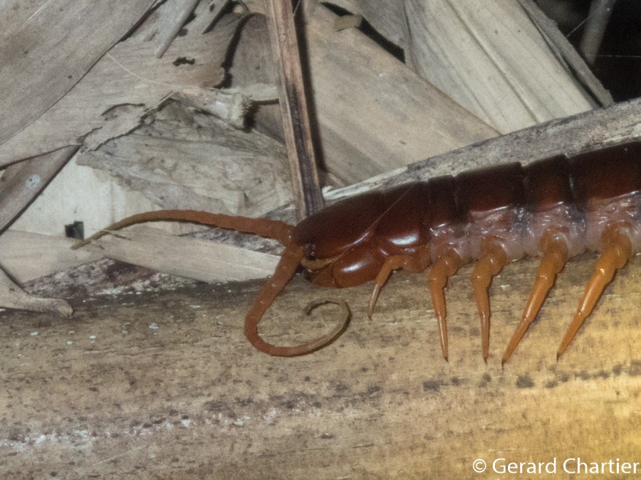 Stonožka obrovská (ázijská) (Scolopendra dehaani)