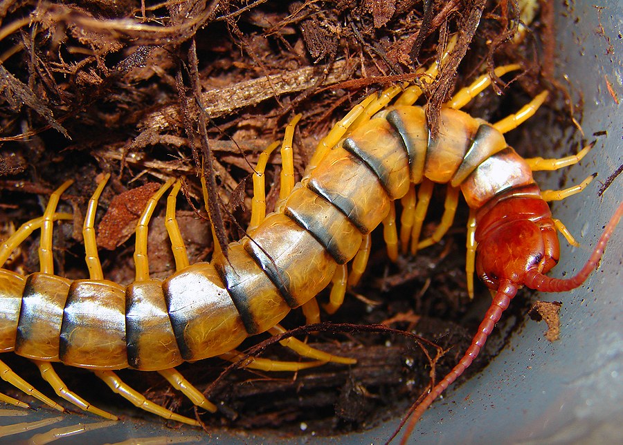 Stonožka premenlivá (Scolopendra polymorpha)
