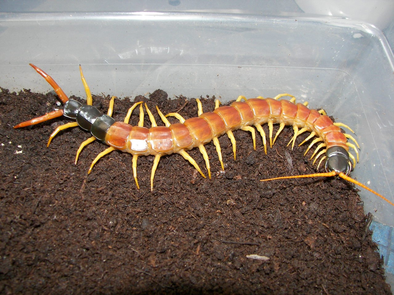 Stonožka púštna (Scolopendra heros)