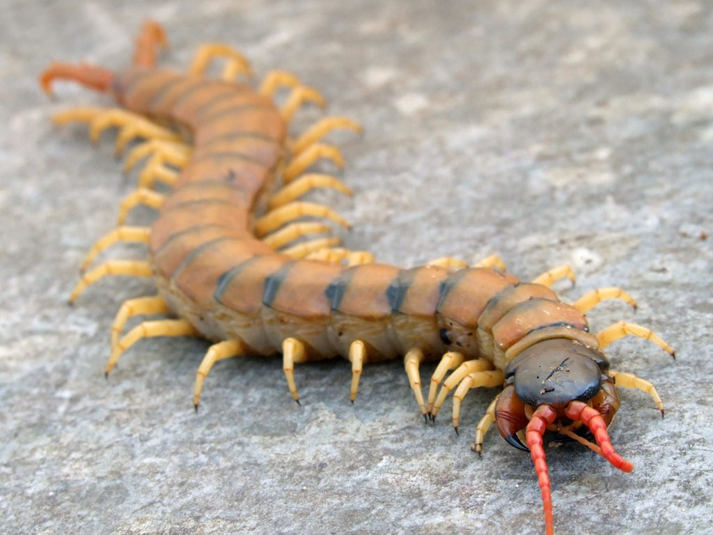 Stonožka stredomorská (Scolopendra cingulata)