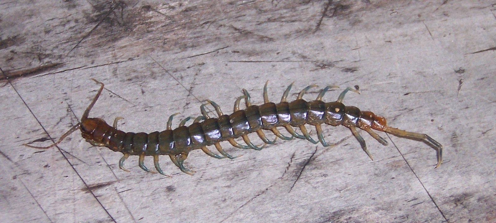 Stonožka tanzánijská (Scolopendra morsitans)