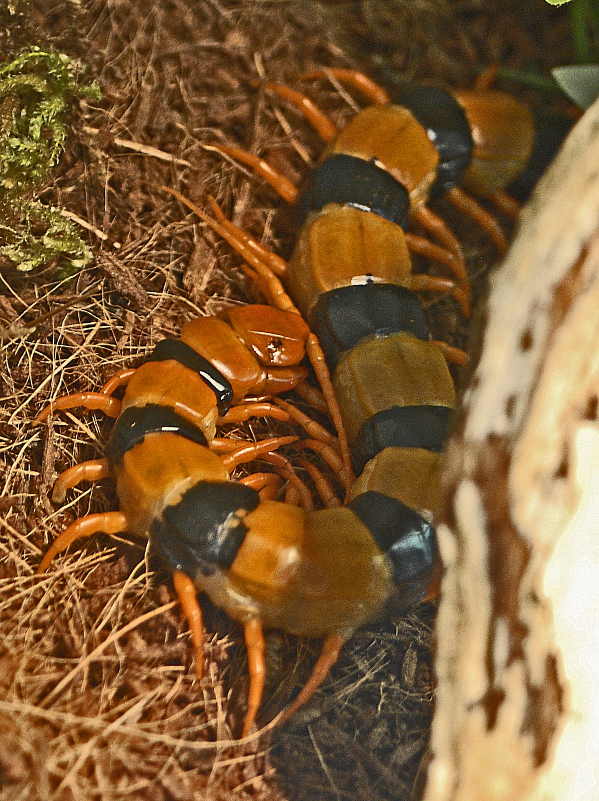 Stonožka tigrovaná (Scolopendra hardwickei)