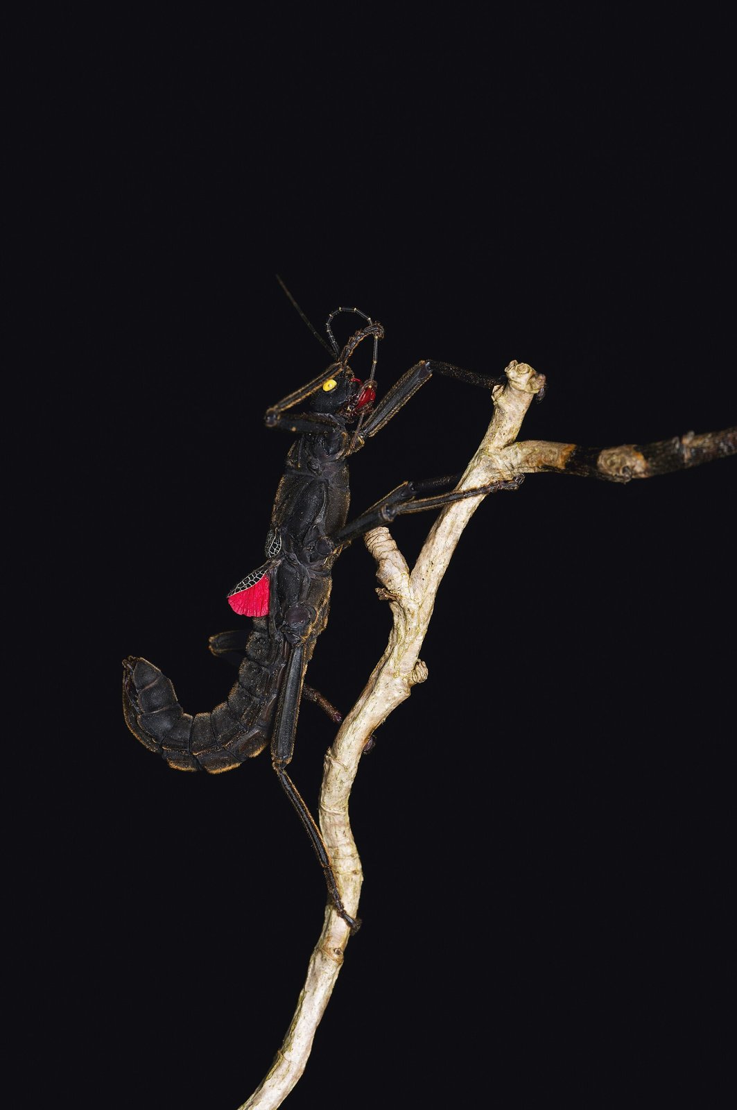 Strašilka čierna (Black beauty) (Peruphasma schultei)