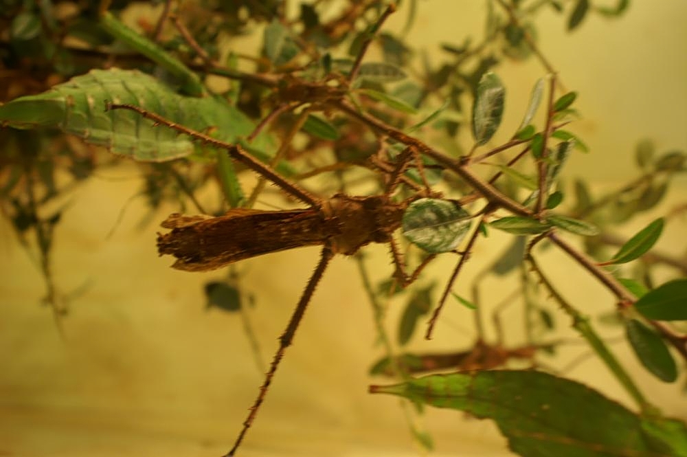 Strašilka malajská (strašilka obrovská) (Heteropteryx dilatata)
