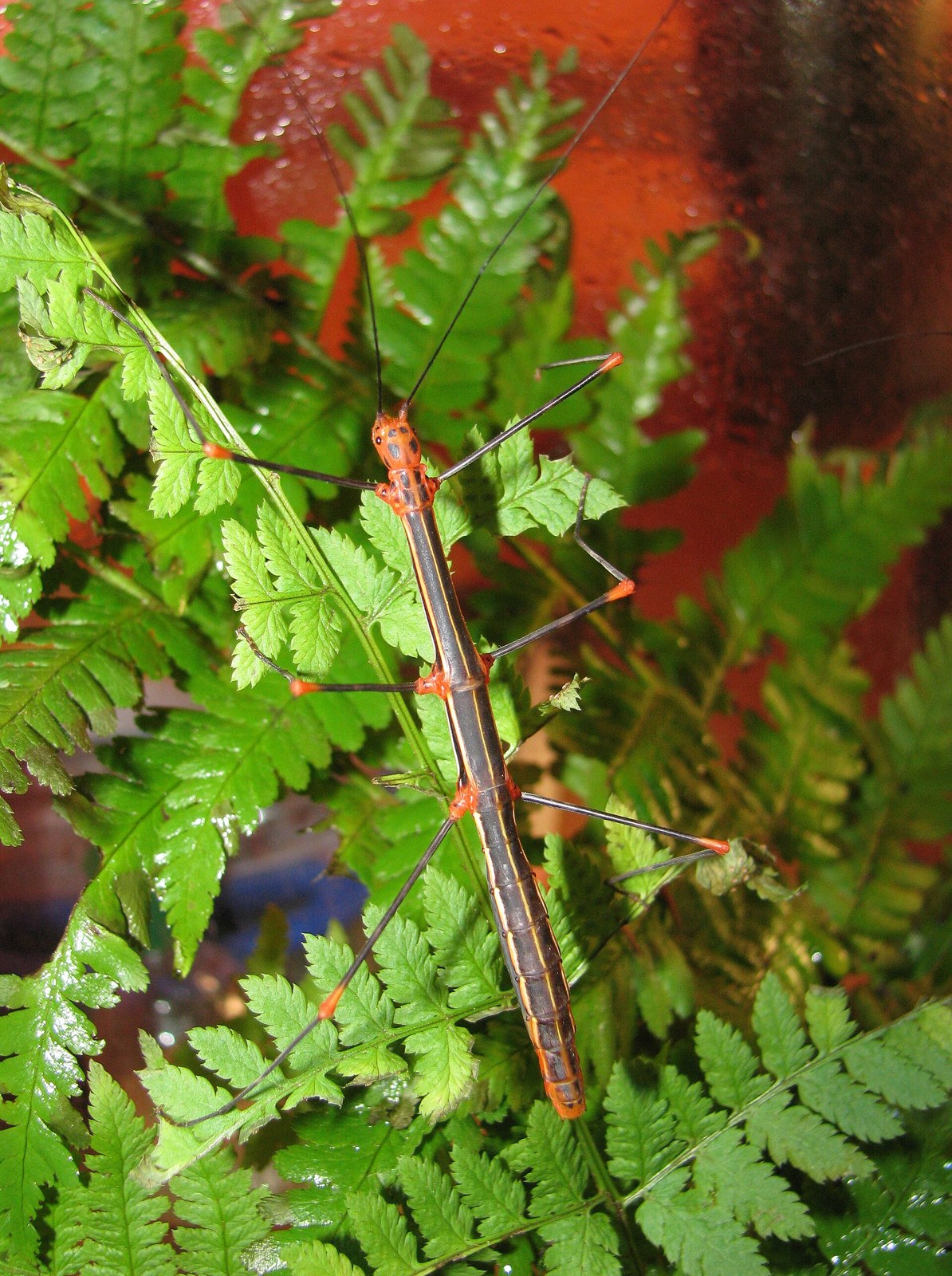 Strašilka ohnivá (Oreophoetes peruana)