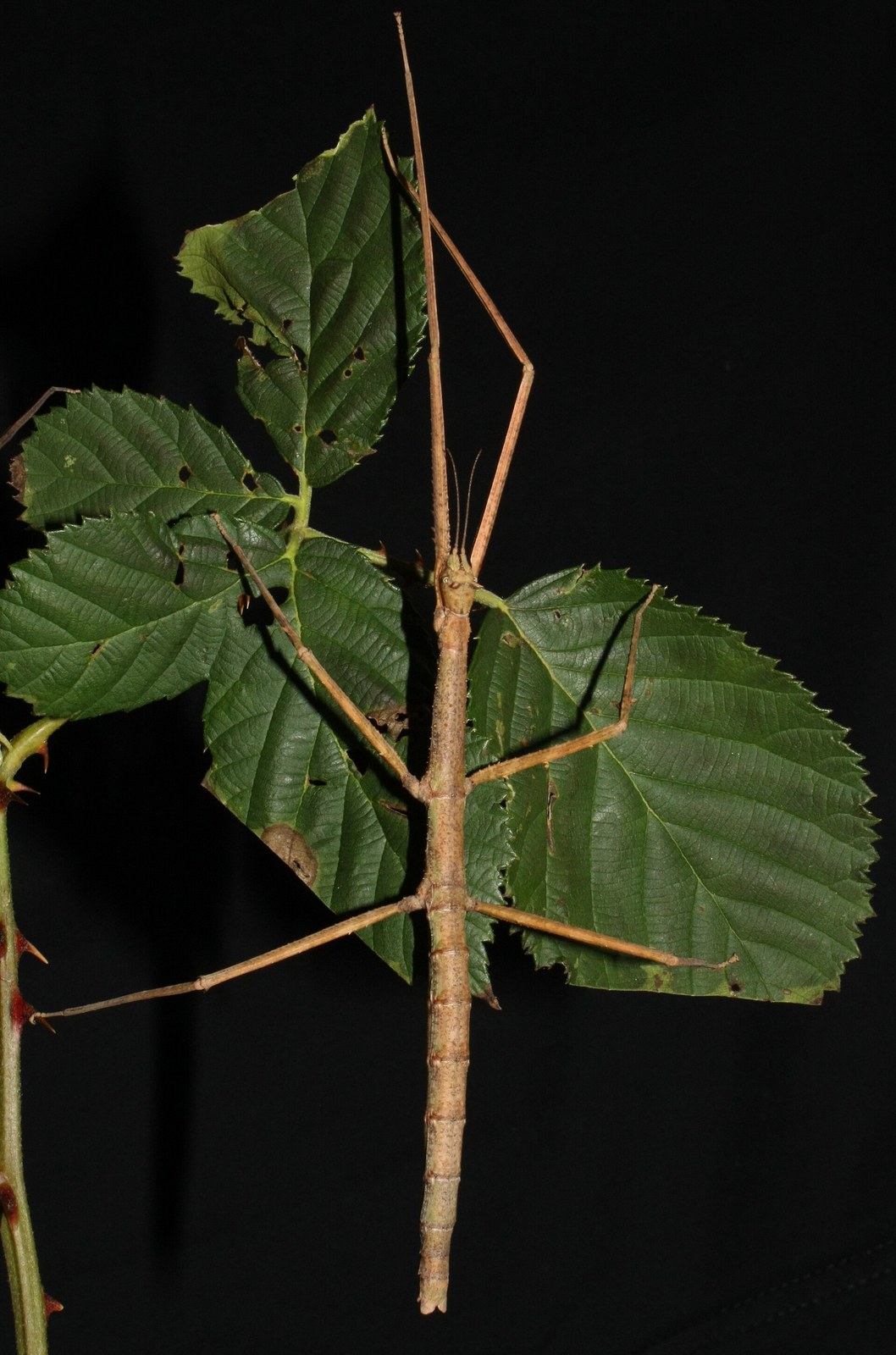 Strašilka vietnamská (anámska) (Medauroidea extradentata)
