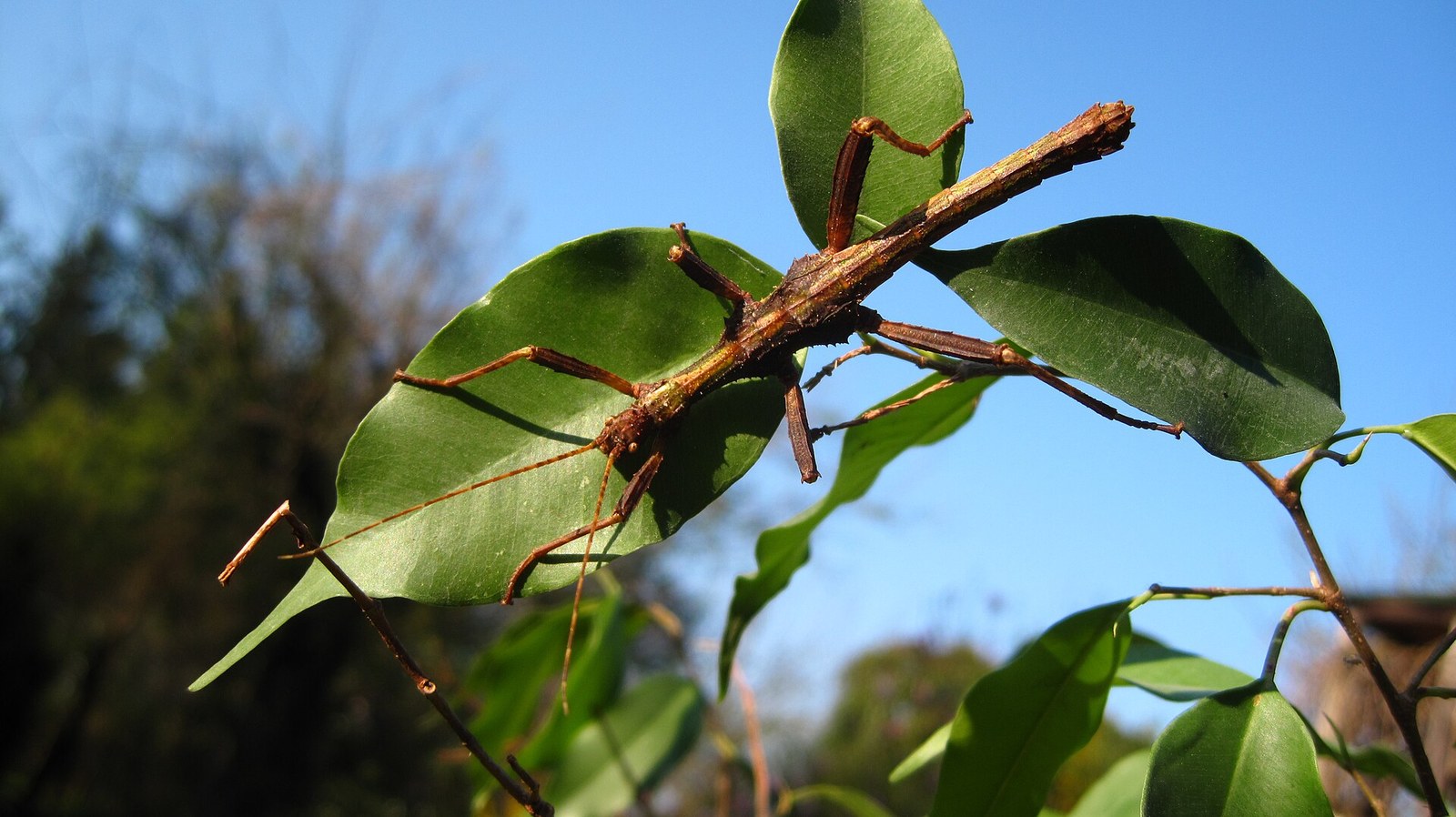 Strašilka zelená obria (karibská) (Diapherodes gigantea)