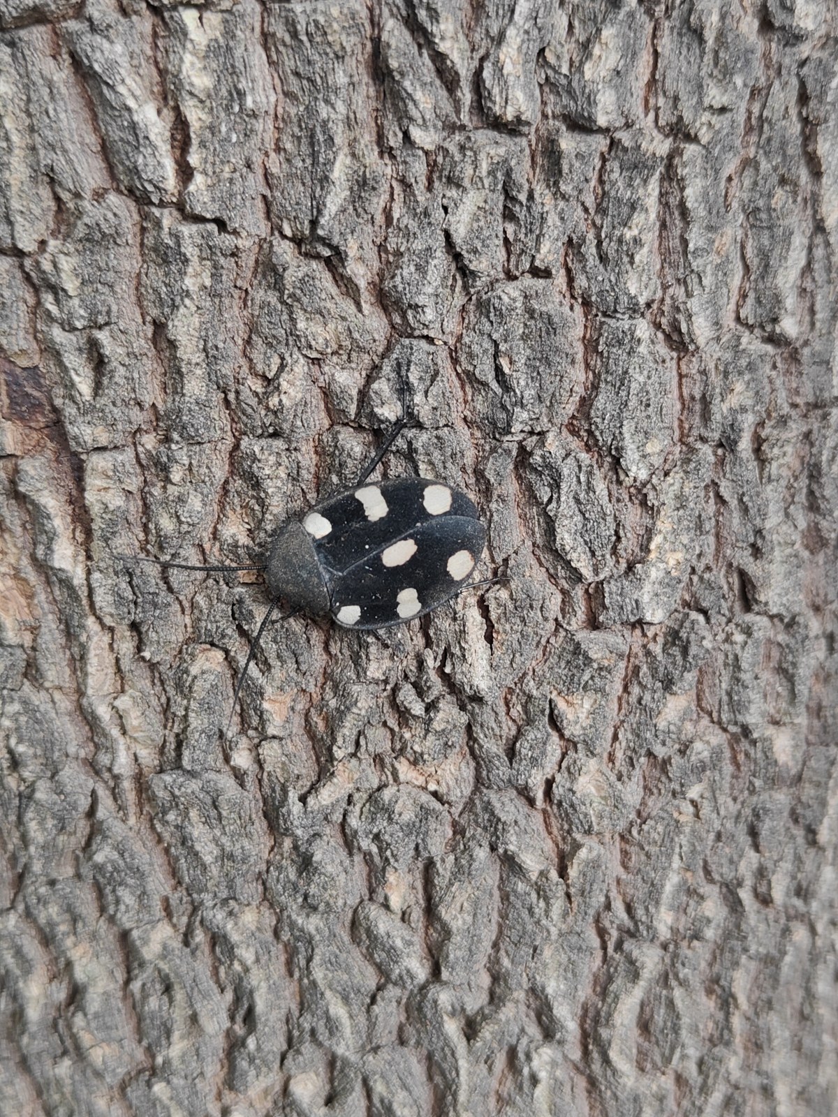 Šváb domino (Therea petiveriana)