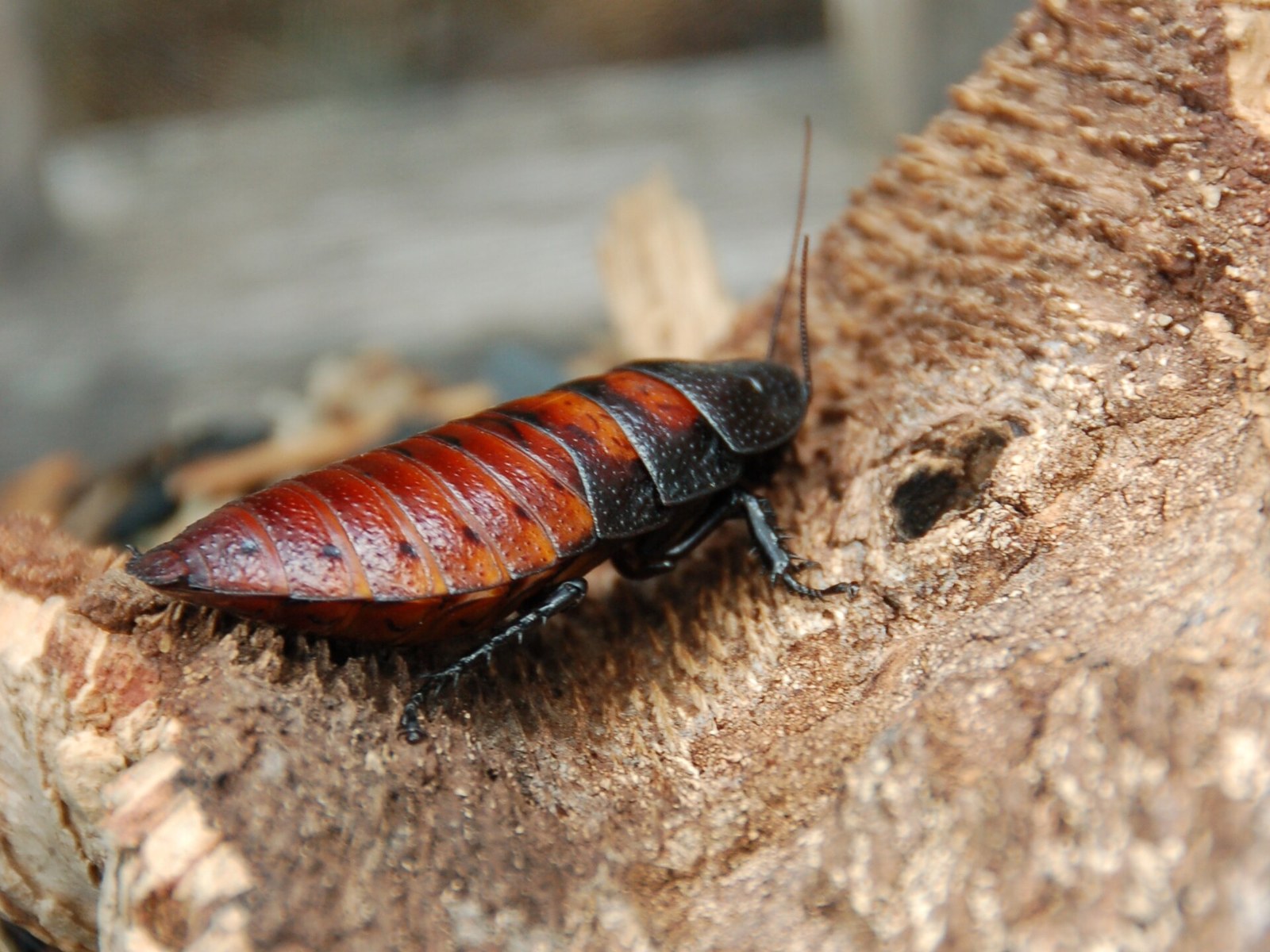 Šváb madagaskarský (fučiaci, syčiaci) (Gromphadorhina portentosa)