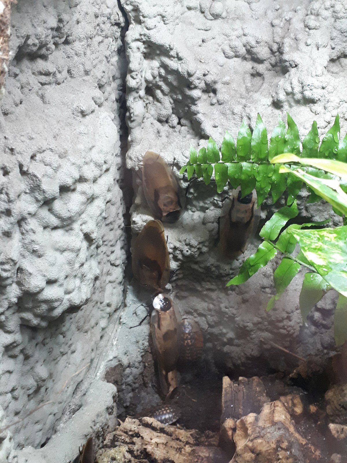 Šváb mŕtva hlava (Blaberus craniifer)