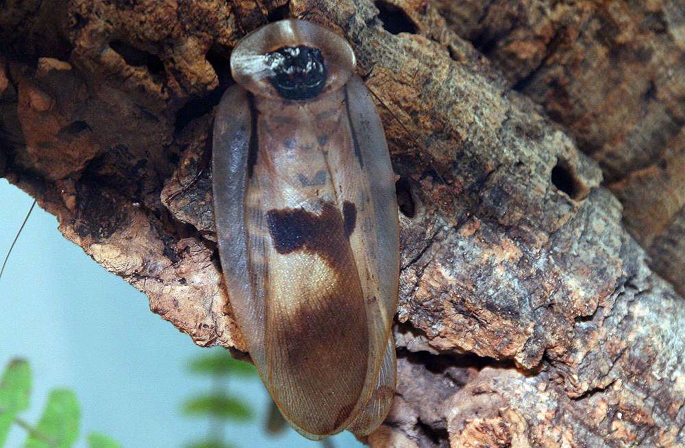 Šváb obrovský (Blaberus giganteus)