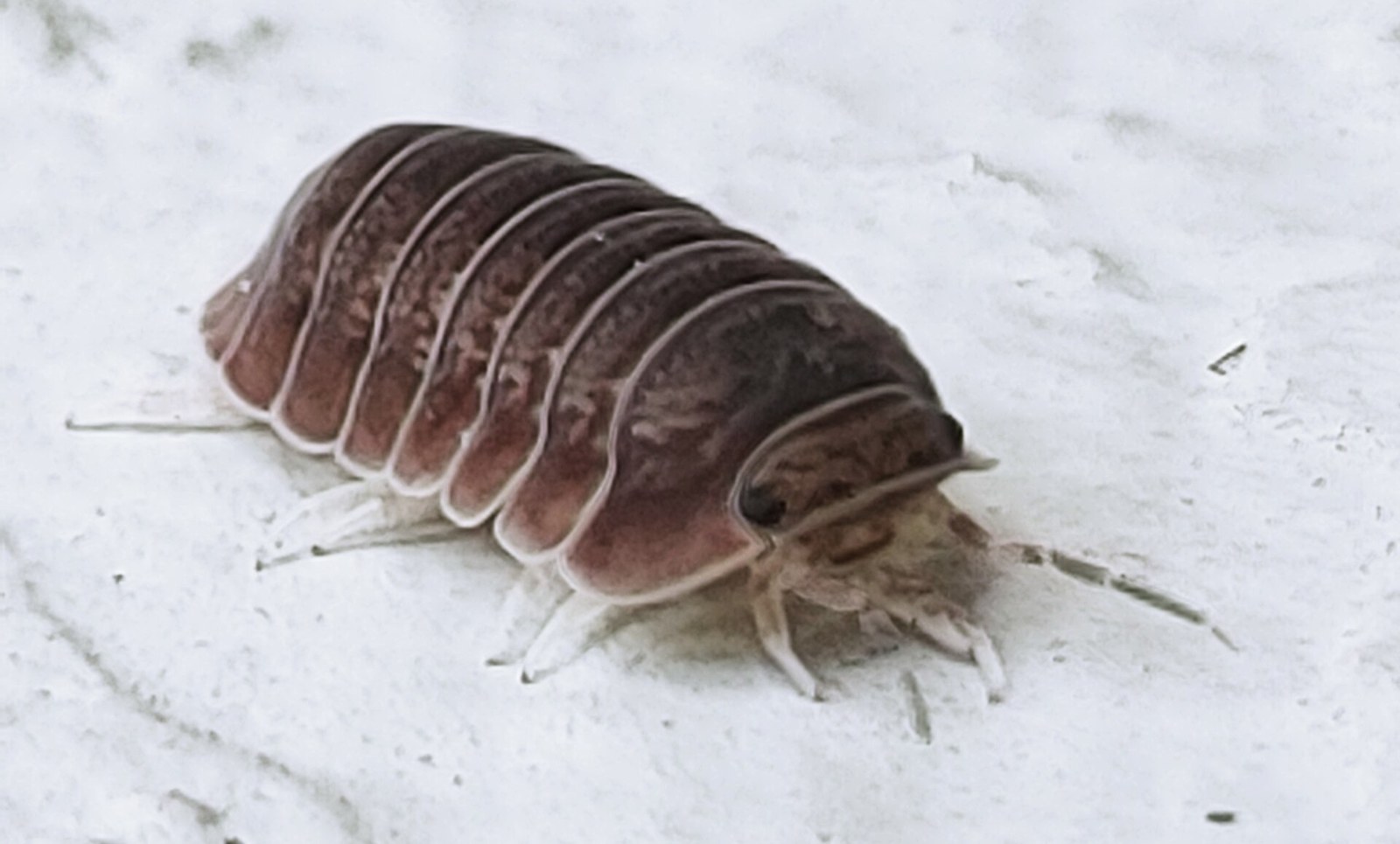 Svinka Cubaris (Cubaris murina)