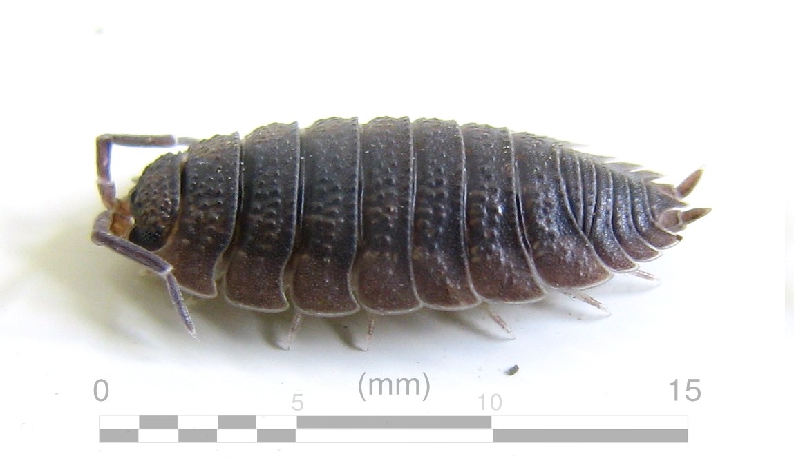 Svinka drsná (mokrica drsná) (Porcellio scaber)