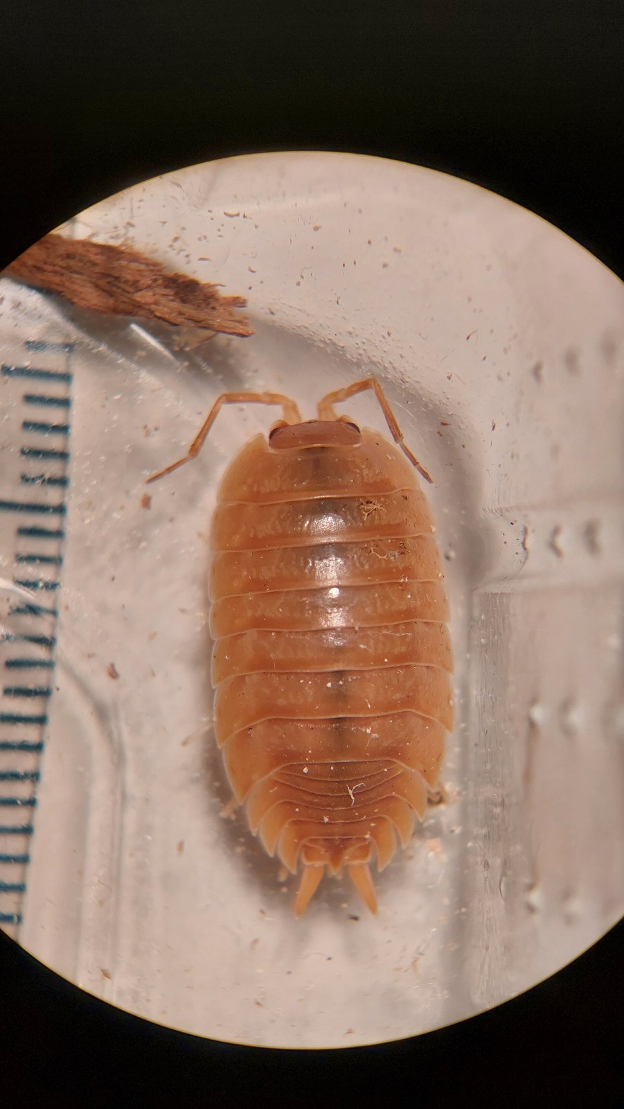 Svinka hladká („dairy cow“ rovnakonôžka) (Porcellio laevis)