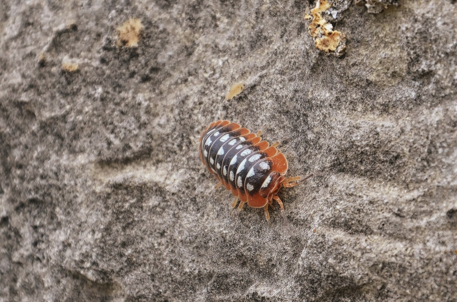 Svinka klaun (klaunská rovnakonôžka, „clown isopod“ Montenegro)