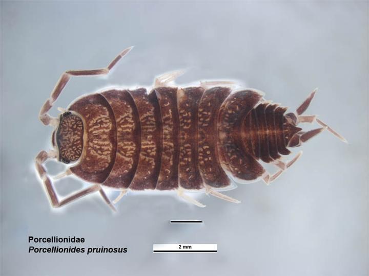 Svinka modrá (powder blue) (Porcellionides pruinosus)