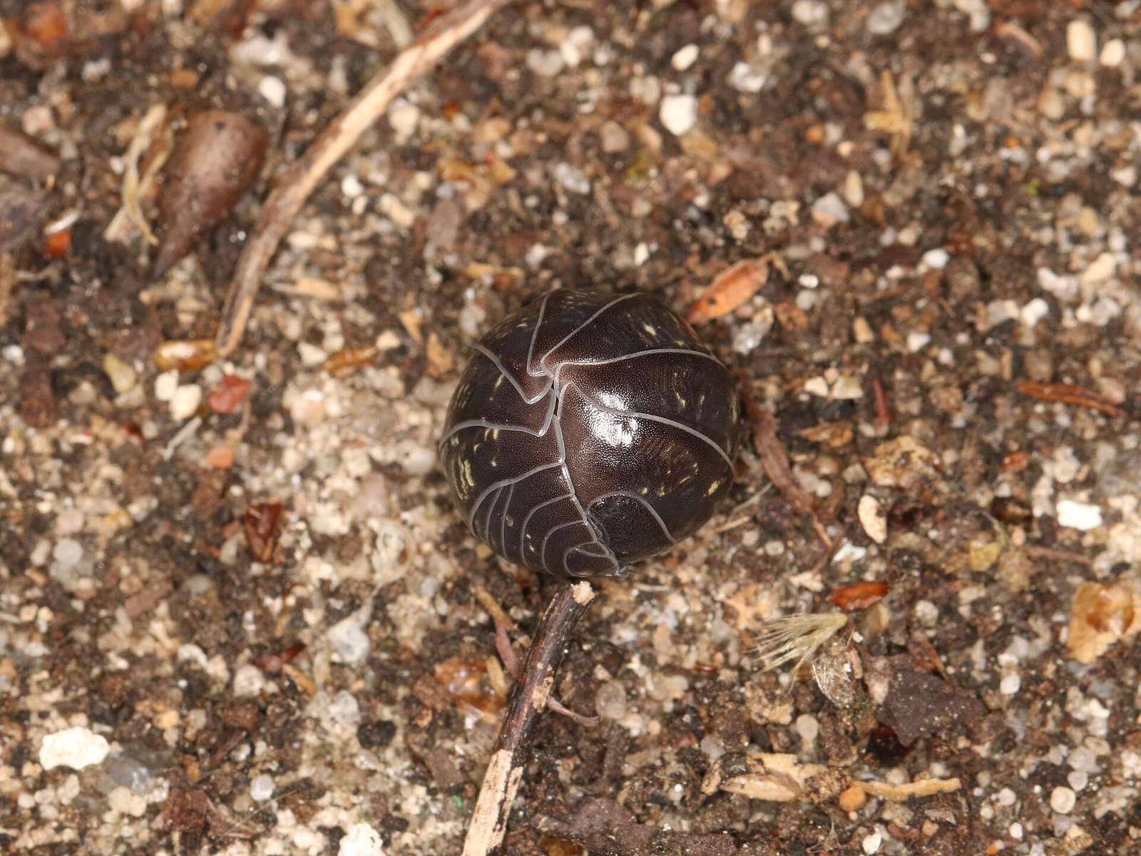 Svinka obyčajná (svinka popolavá, rovnakonôžka guľovitá) (Armadillidium vulgare)