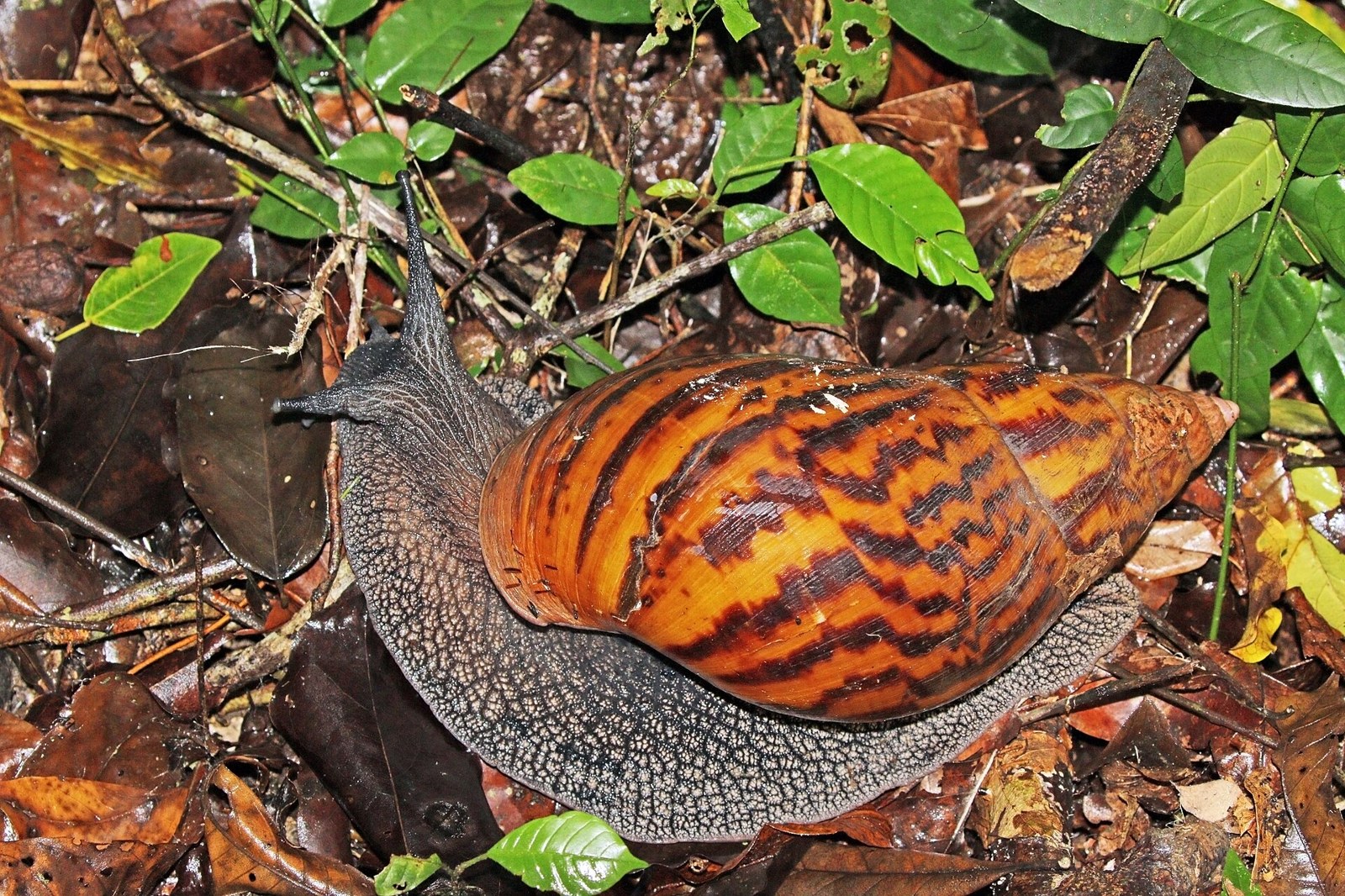 Ulitník tigrovaný (Achatina achatina)