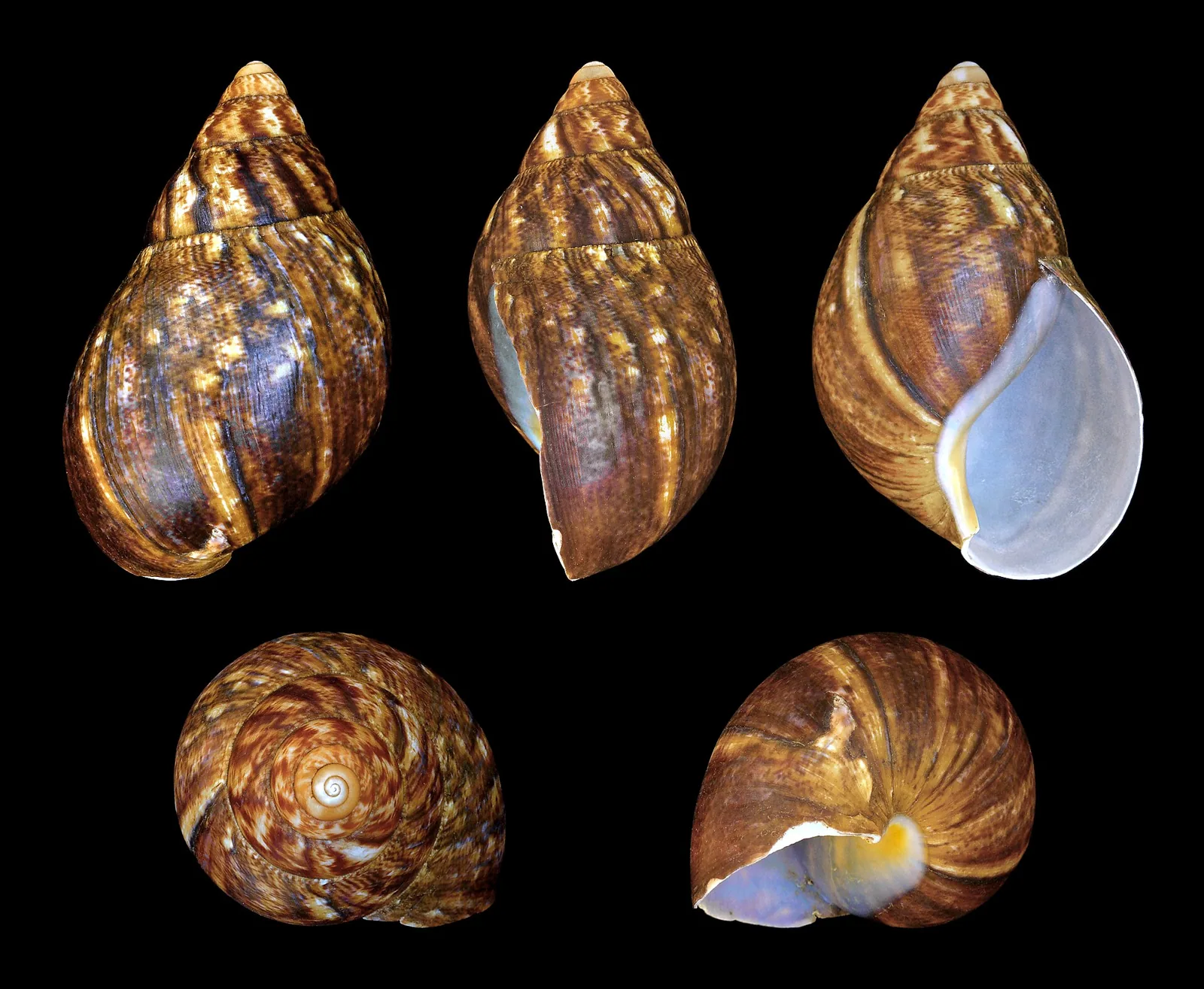 Ulitník západoafrický (Archachatina marginata)