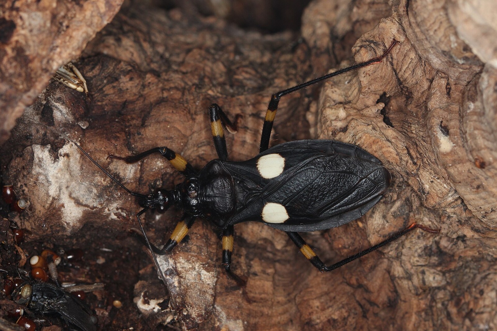 Zákernica bielobodková (Platymeris biguttatus)