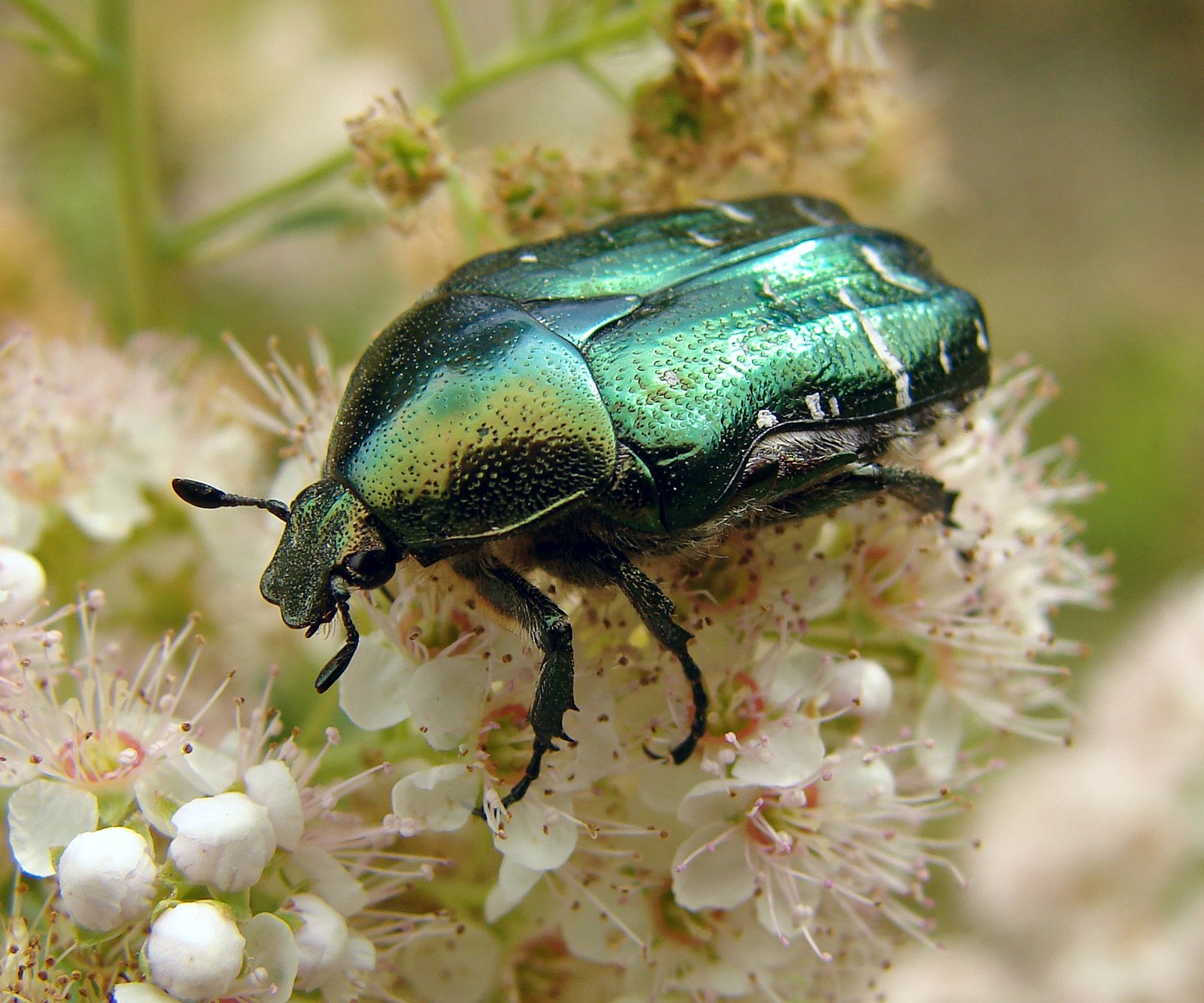 Zlatohlávik zlatý (Cetonia aurata)