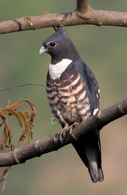 Baza čierna (Aviceda leuphotes) — Mahananda WLS, Darjeeling, India (foto: Wikimedia Commons)