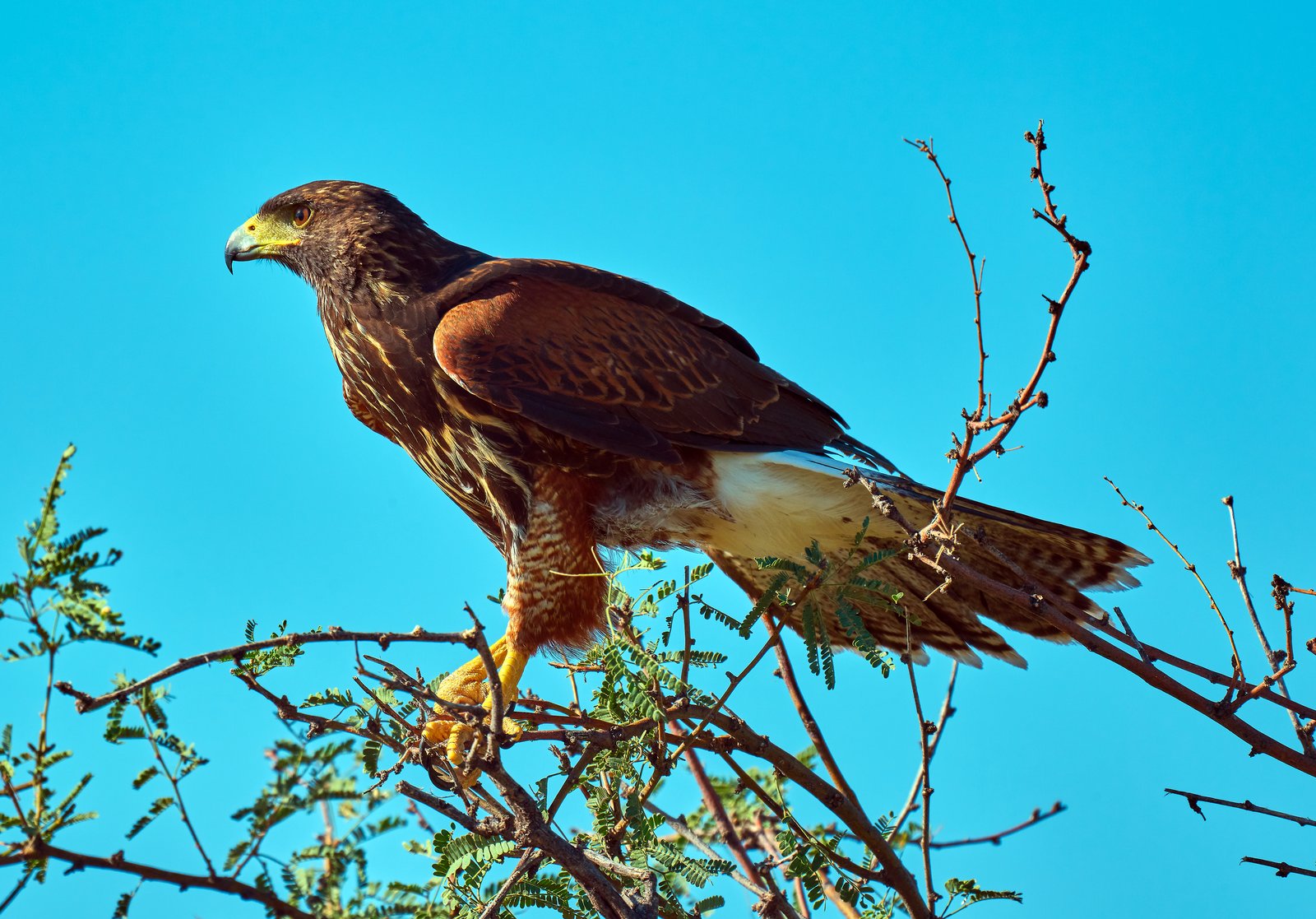 Harrisov jastrab (Parabuteo unicinctus) — kooperatívne loviaci dravec