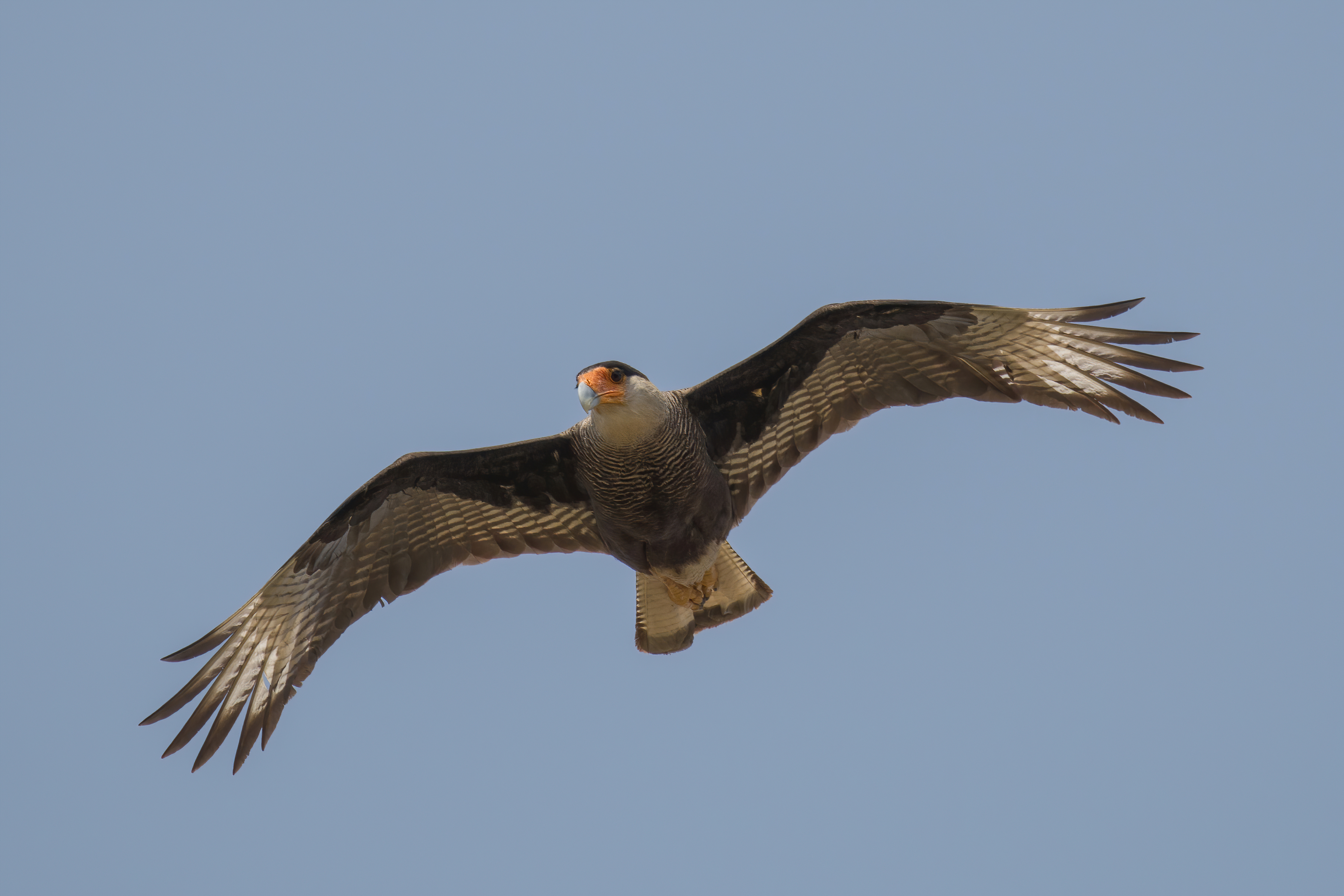 Karakara chochlatá (Caracara plancus / Southern Crested Caracara) — v lete s rozpätými krídlami (foto: Wikimedia Commons)