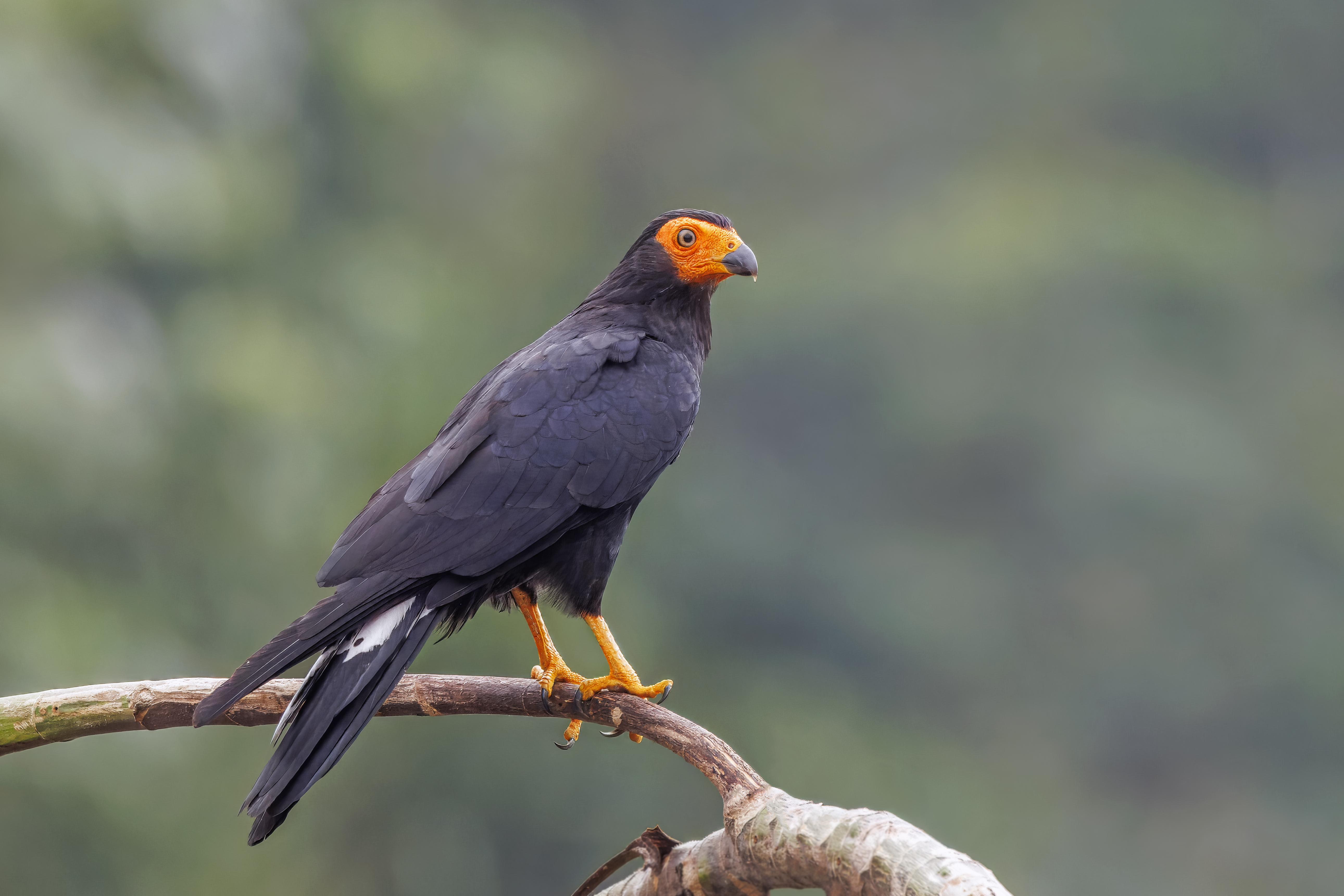 Karakara čierna (Daptrius ater / Black Caracara) — Rio Napo, Ekvádor (foto: Wikimedia Commons)