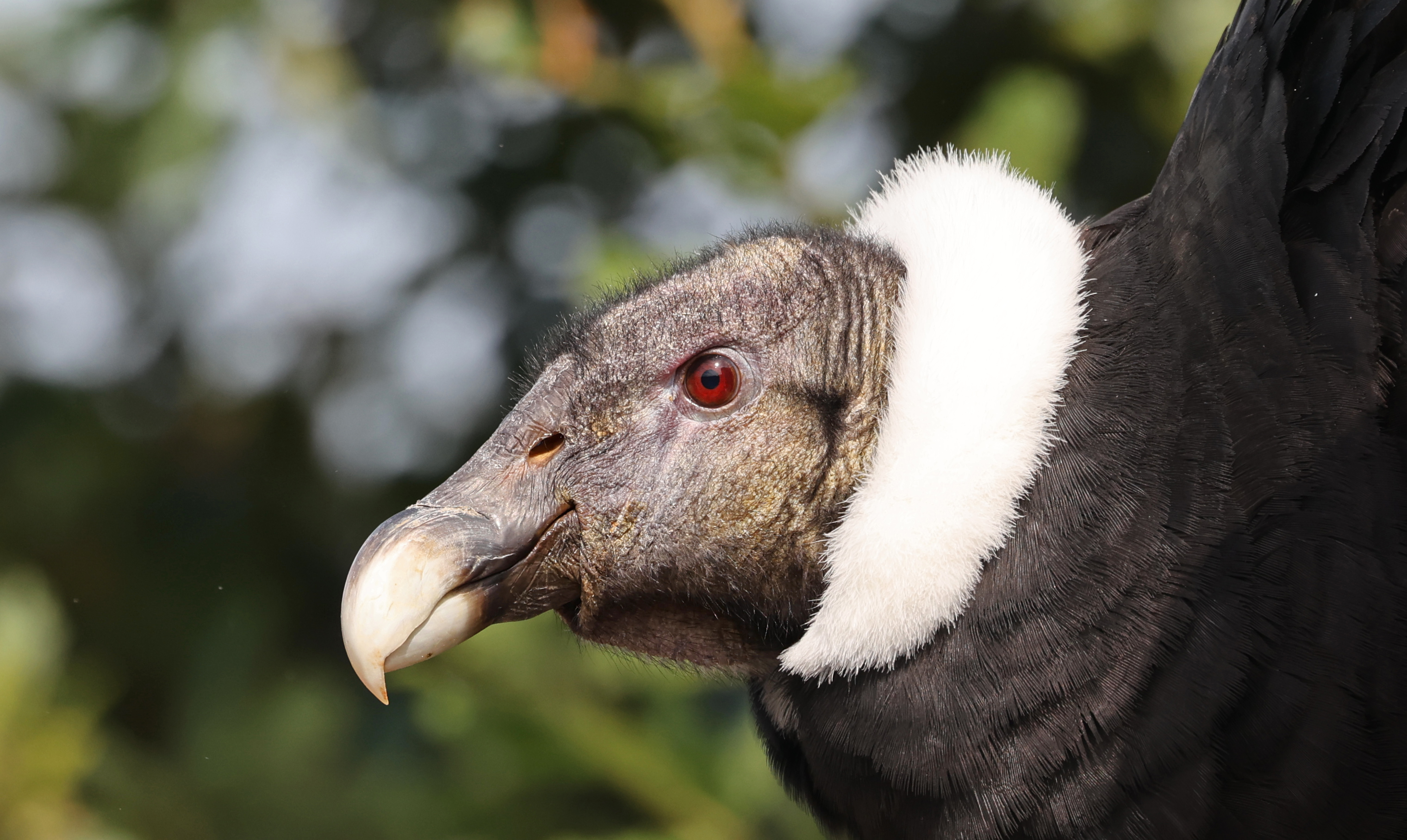 Kondor andský (Vultur gryphus) — najväčší lietajúci vták planéty, dospelý samec s bielou hrivou (foto: Wikimedia Commons)