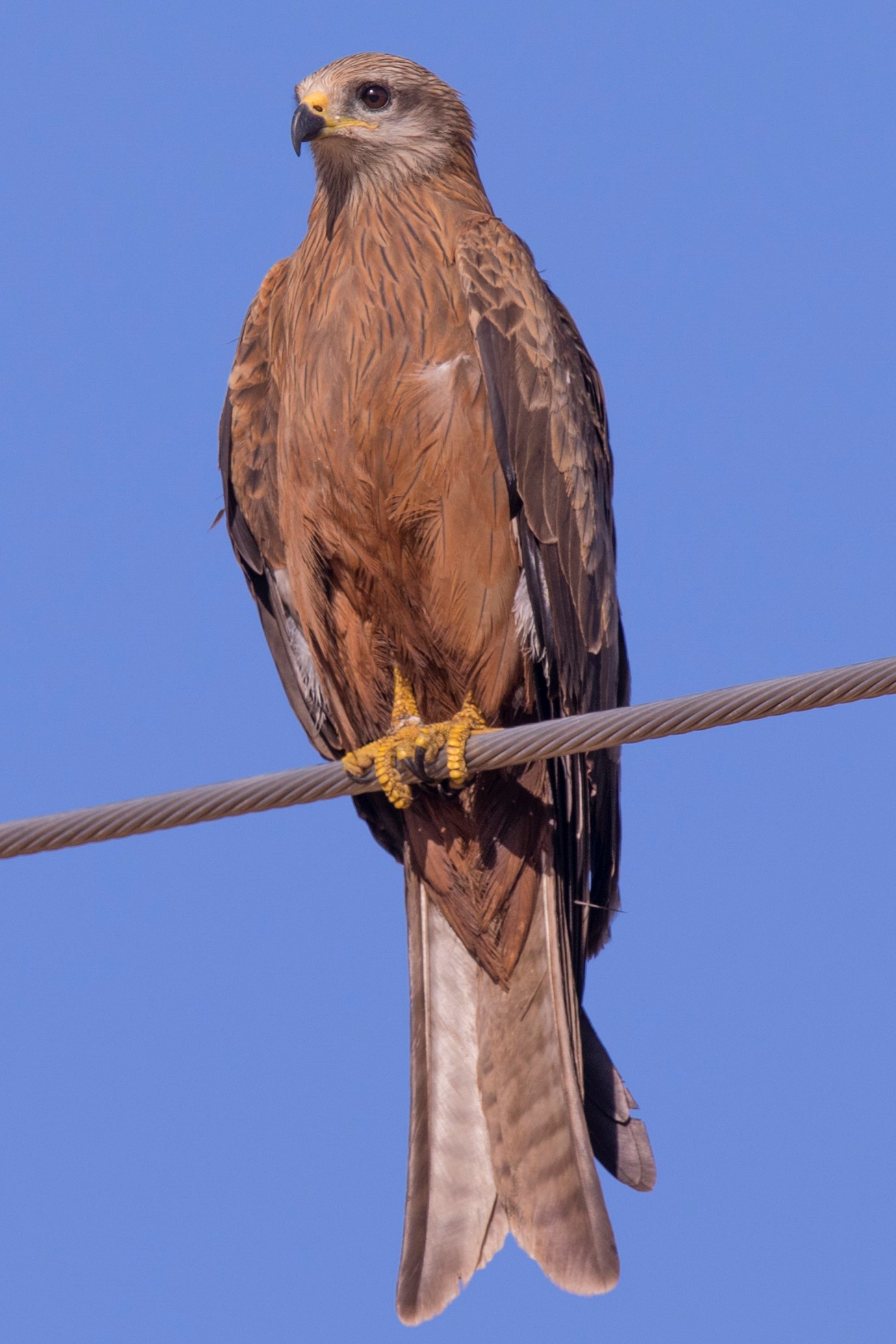 Luniak čierny (Milvus migrans) — najpočetnejší dravec sveta, urbánny komensál (foto: Wikimedia Commons)